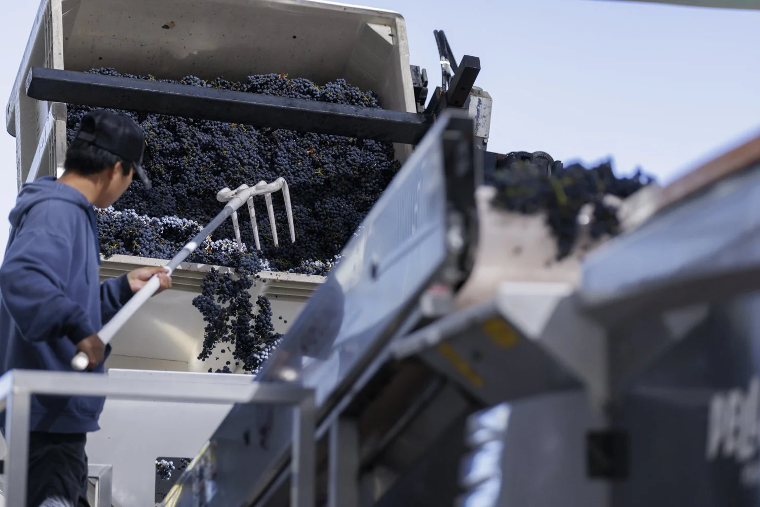 Harvest worker guiding grapes through equipment