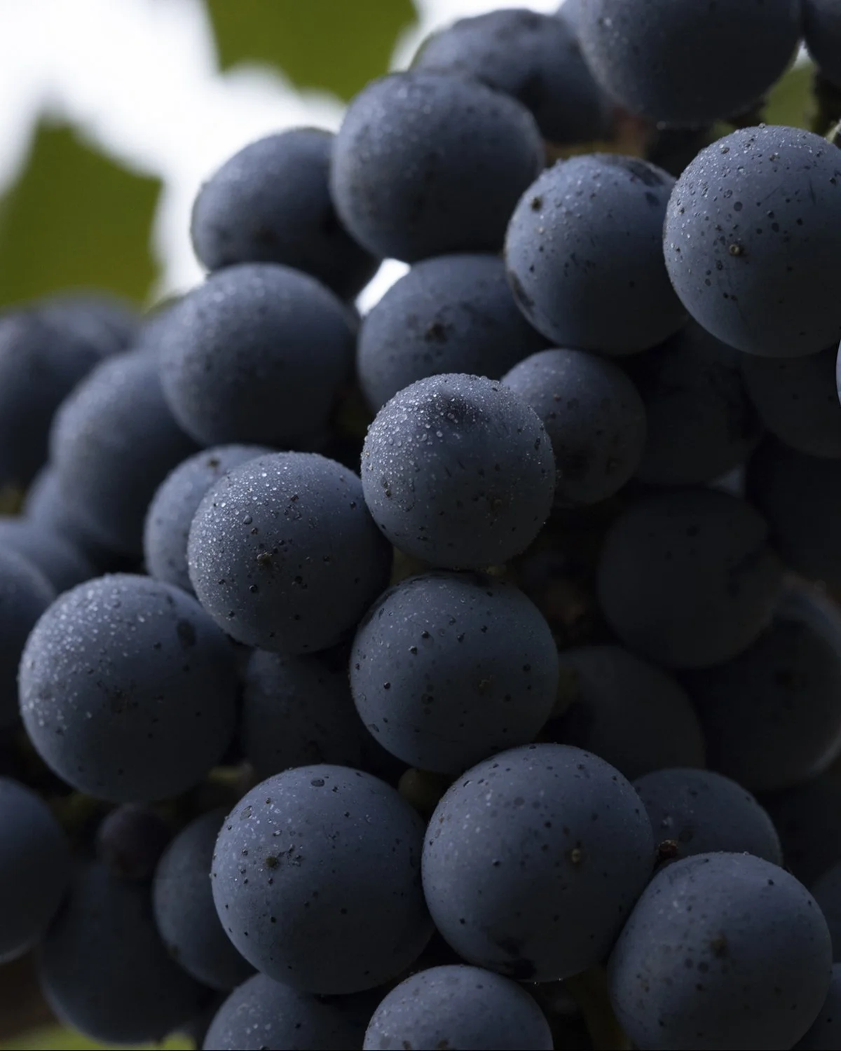 wildly simple productions_napa_sonoma_video_photo_020.jpg