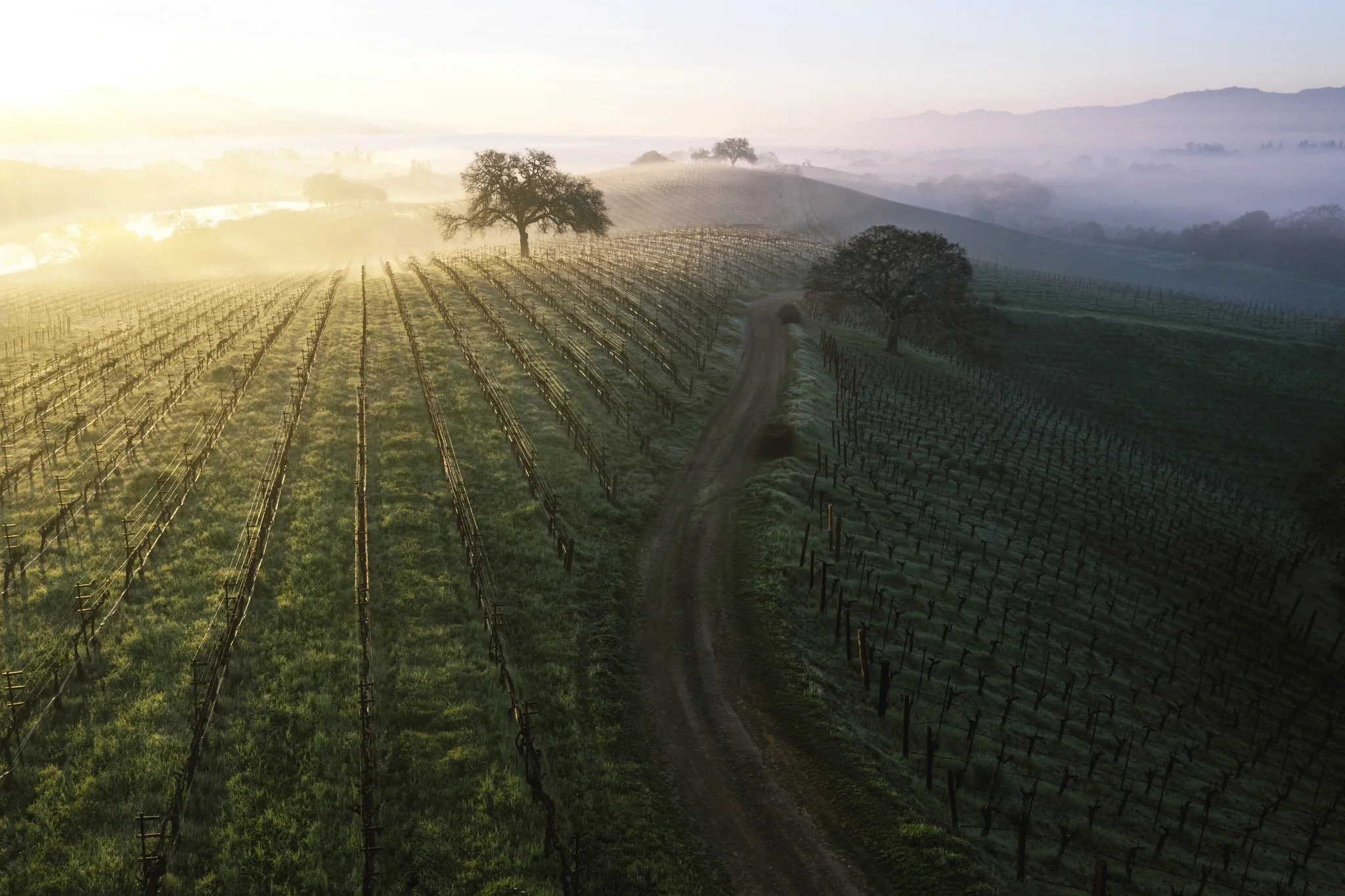 wildly simple productions_napa_sonoma_video_photo_028.jpg