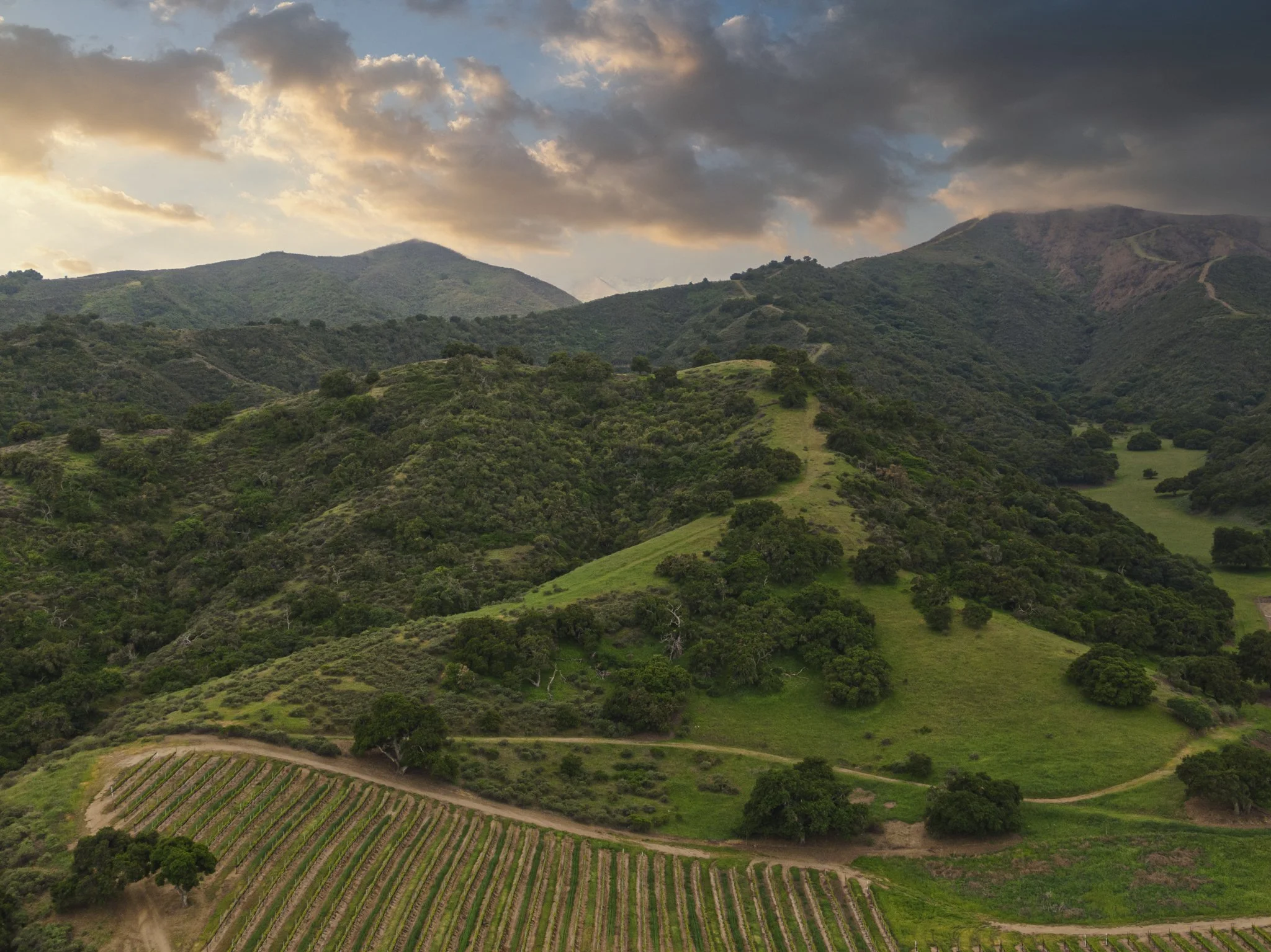 wildly simple productions_napa_sonoma_video_photo_031.jpg