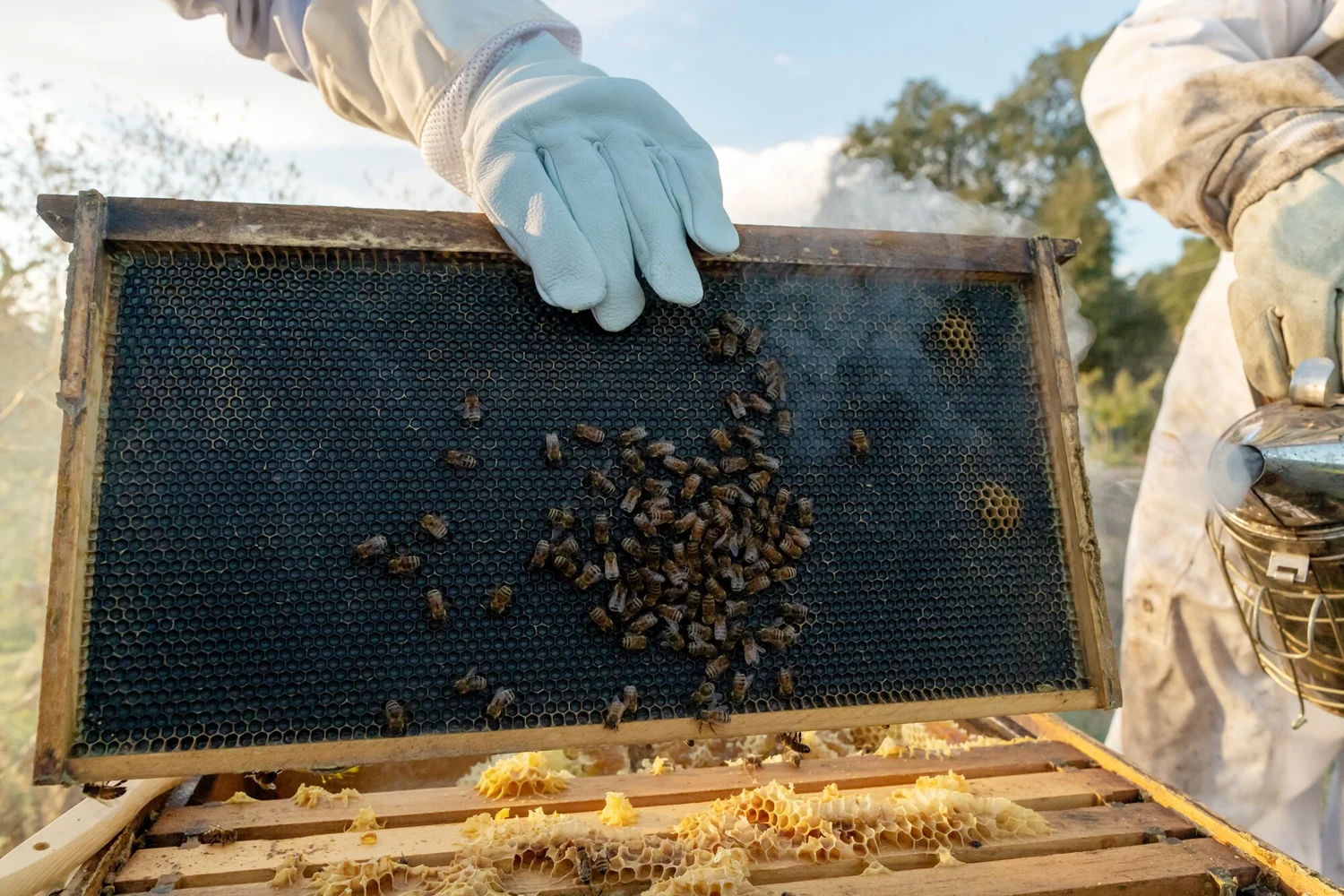 Beekeeper examining a hive frame