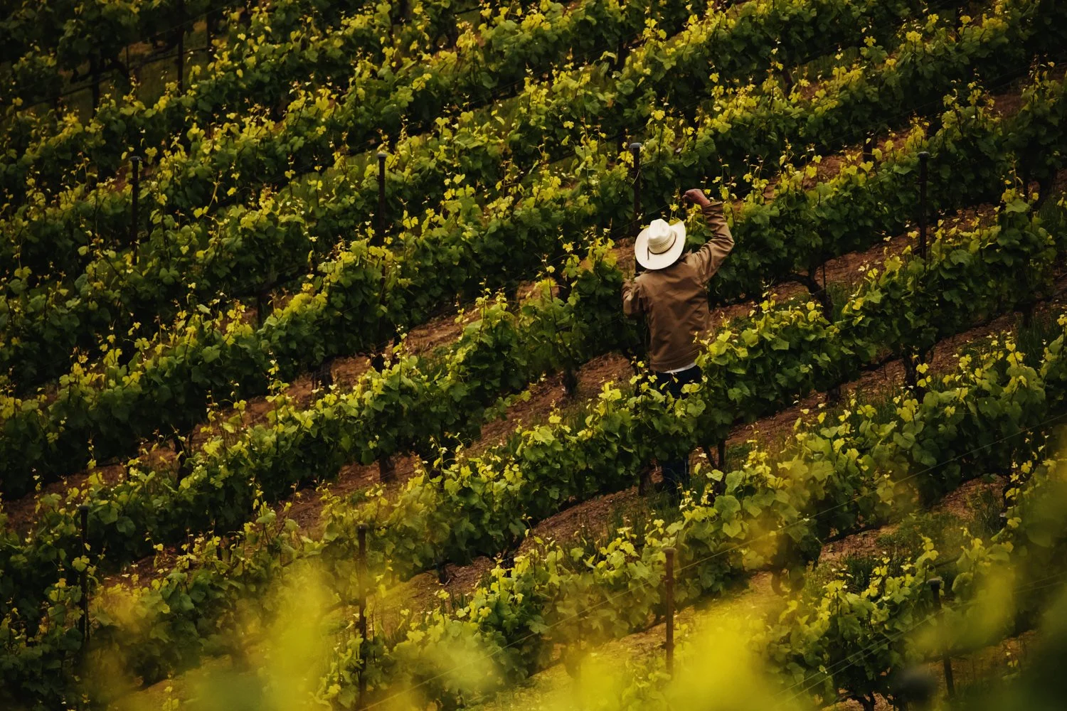 Tending the vines