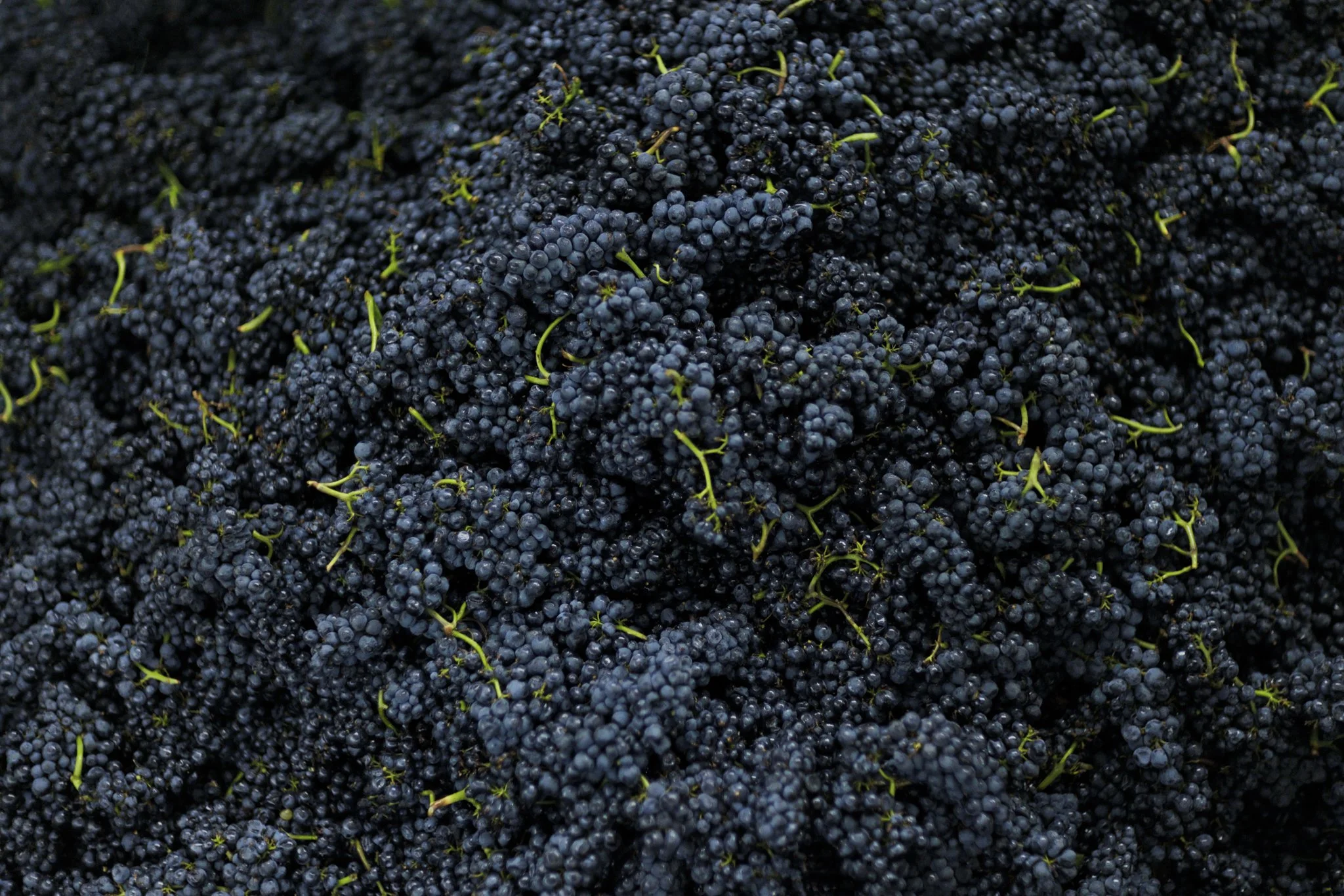 wildly simple productions_napa_sonoma_video_photo_007.jpg