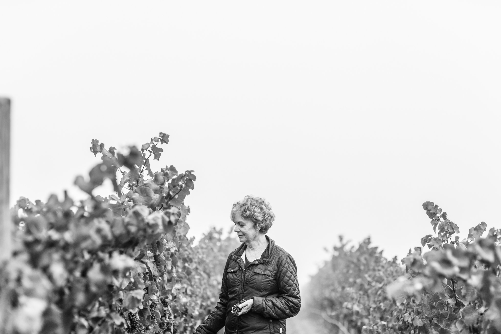 wildly simple productions_napa_sonoma_video_photo_005.jpg