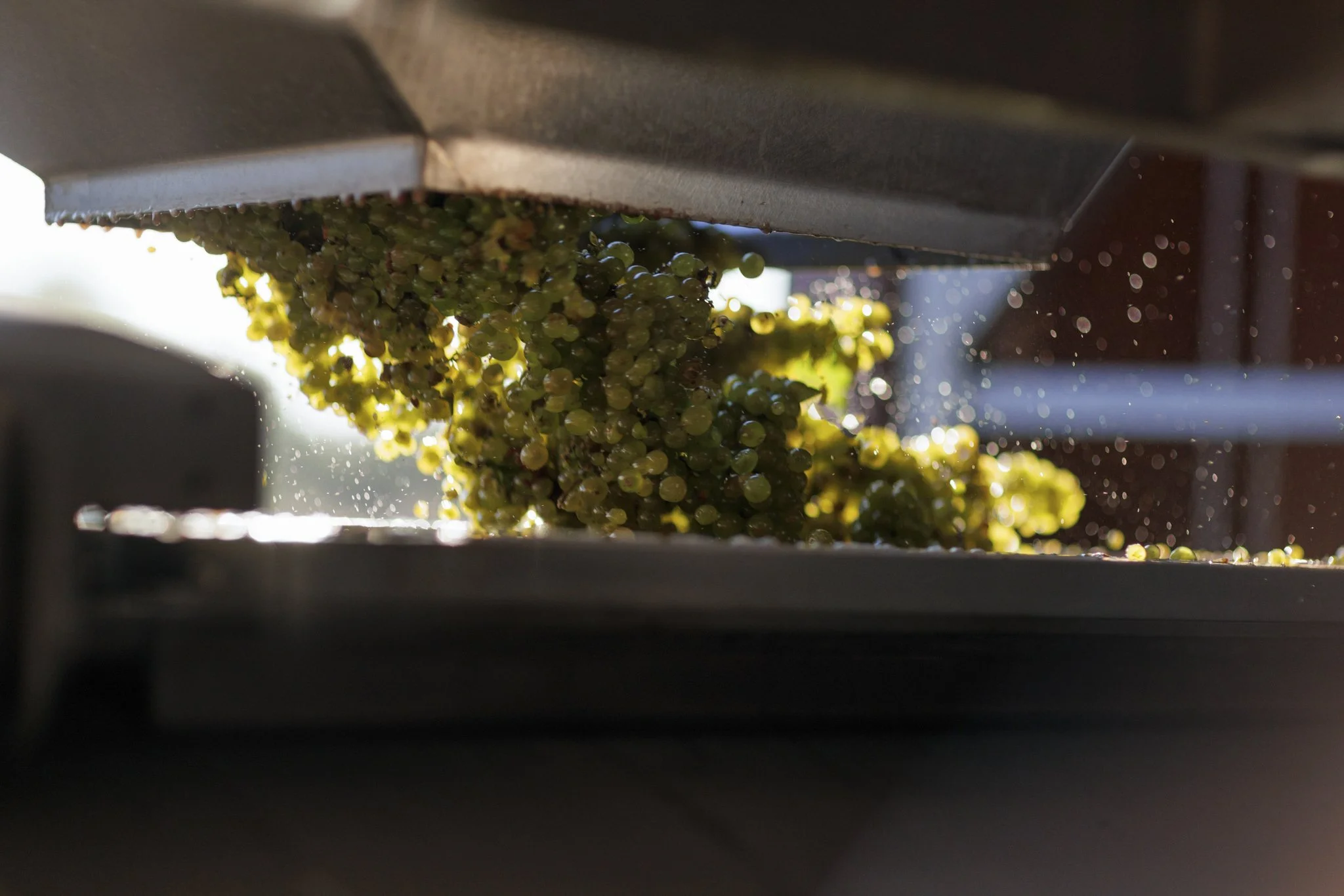 wildly simple productions_napa_sonoma_video_photo_015.jpg