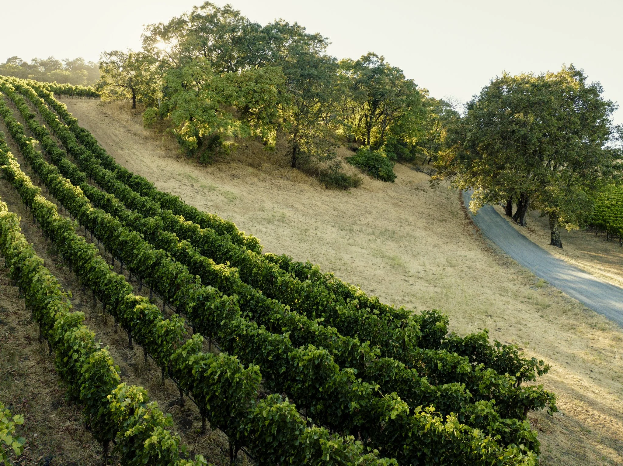 wildly simple productions_napa_sonoma_video_photo_039.jpg