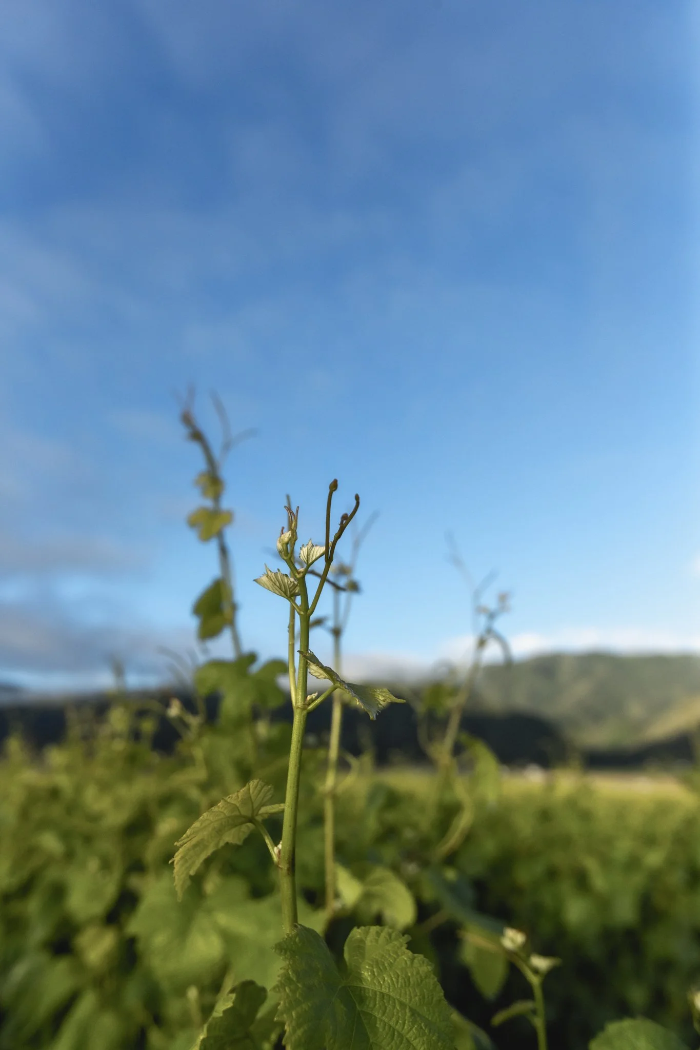 wildly simple productions_napa_sonoma_video_photo_029.jpg