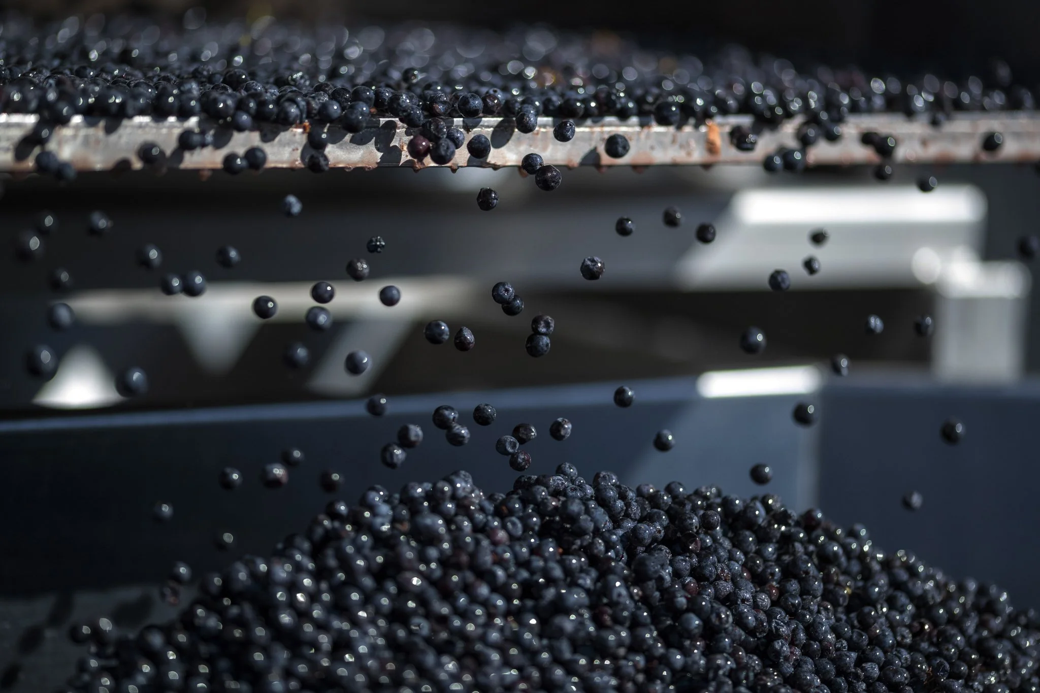 wildly simple productions_napa_sonoma_video_photo_032.jpg