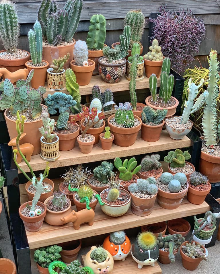 Shirley's Simple Shelving Reviews