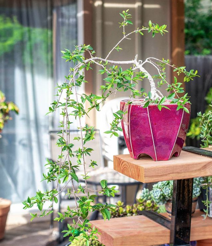 Shirley's Simple Shelving Reviews