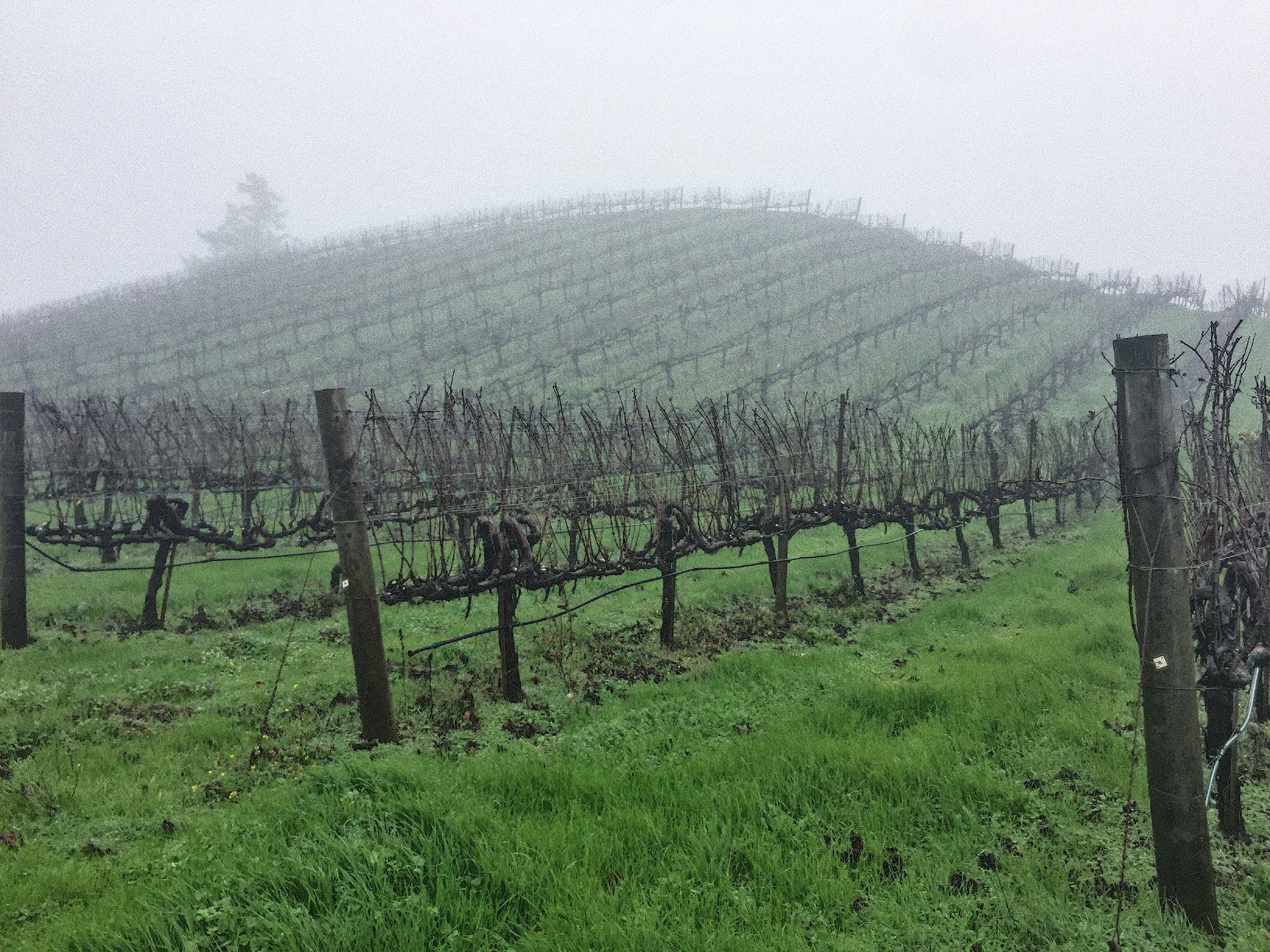 Hirsch_Vineyard_1.JPG