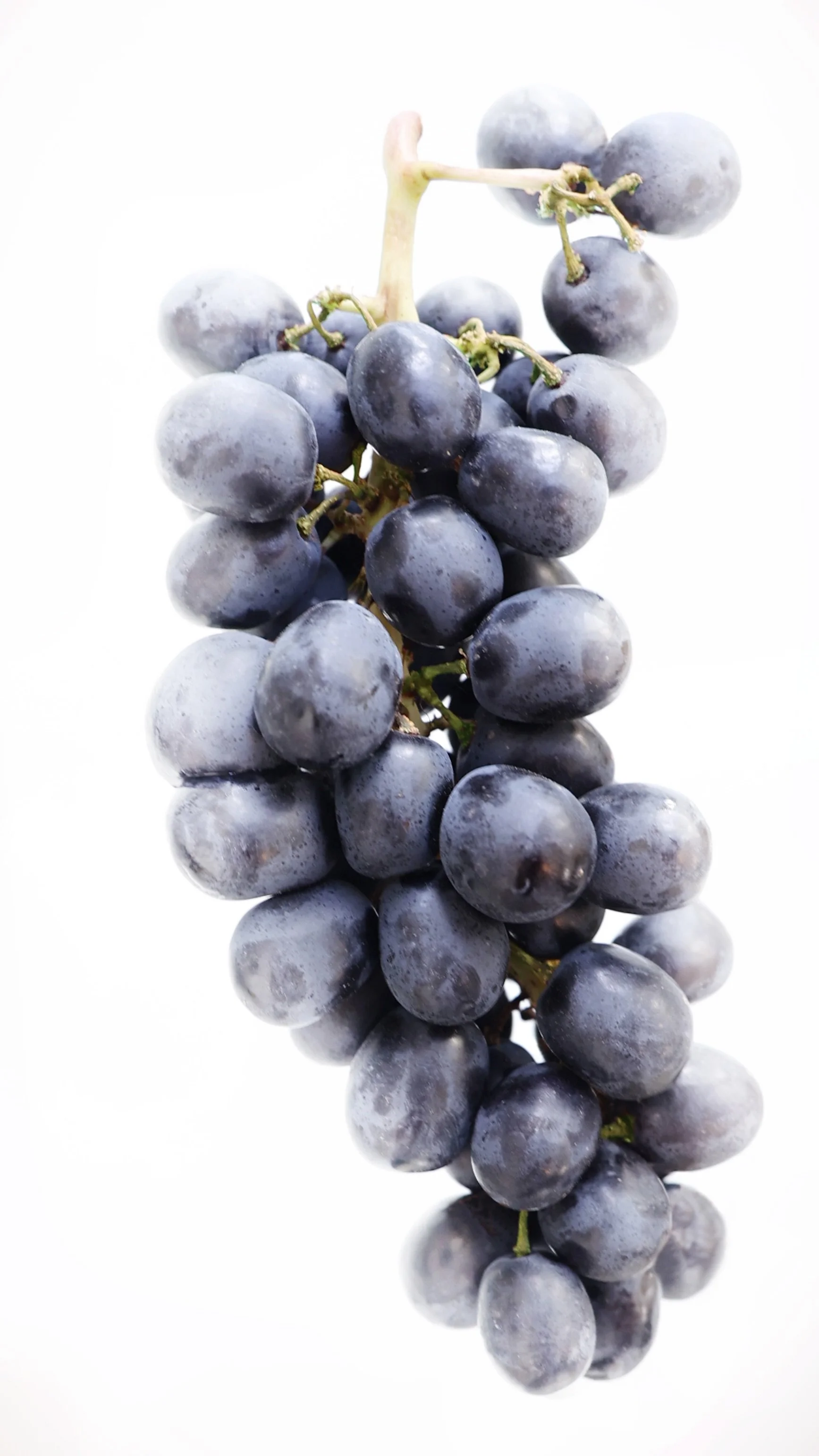 Pinot_Noir_Antique_1a 2.jpg