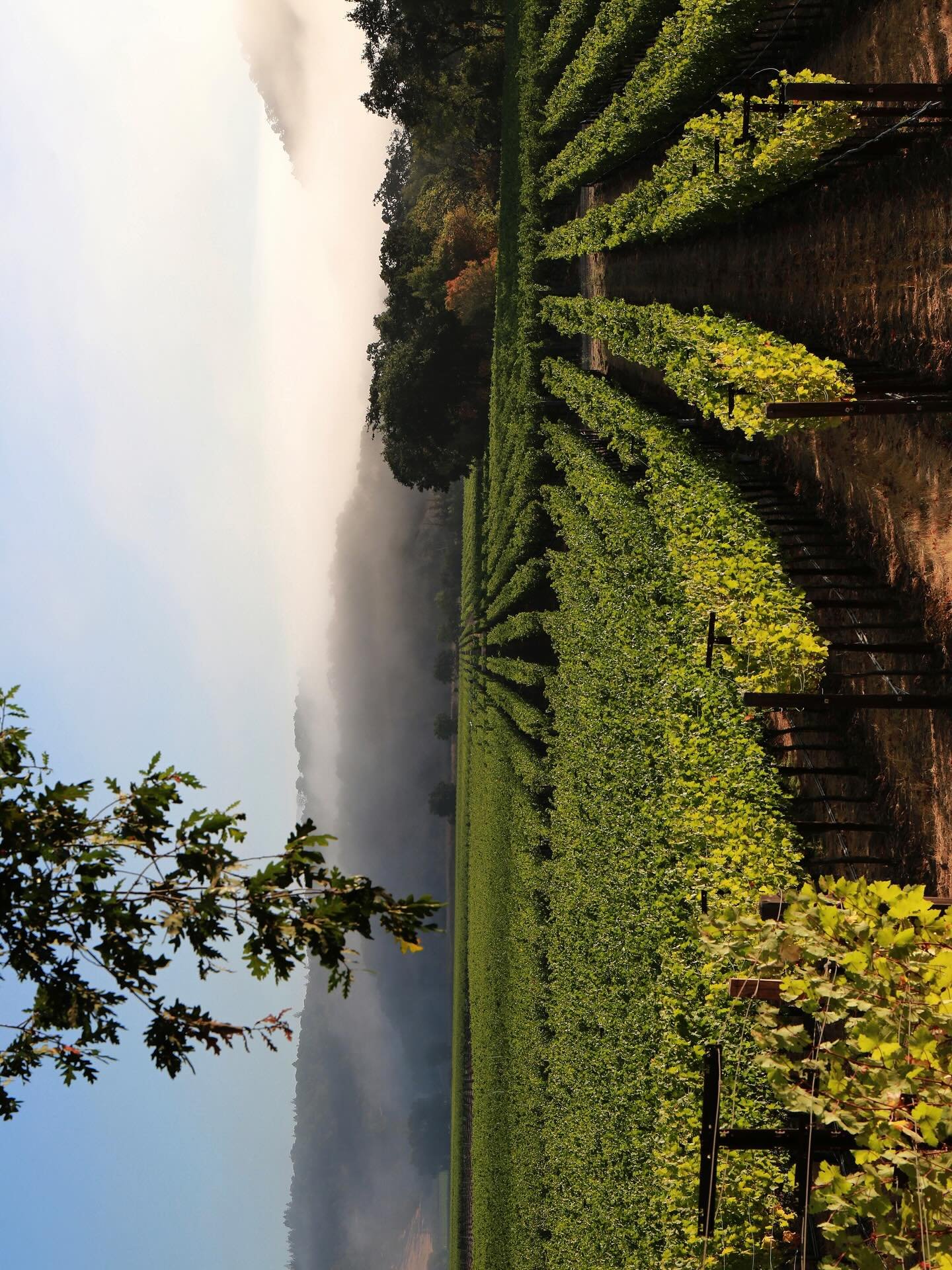 Vine Hill Ranch: Tucked beneath the Mayacamas Mountains in the SW corner of the Oakville AVA, this 70-acre vineyard was first planted on these deep, loamy soils in 1884! The vines have &amp; continue to contribute fruit to some of the most highly reg