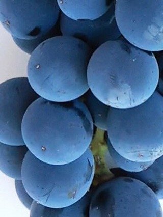 The 100 yr. old Fanucchi-Wood Road Vineyard in the Russian River Valley appellation of Sonoma grows some very hard to find varietals &amp; many fabulous winemakers craft epic wines from the fruit grown by Peter Fanucchi, the vineyard owner. 
I had th