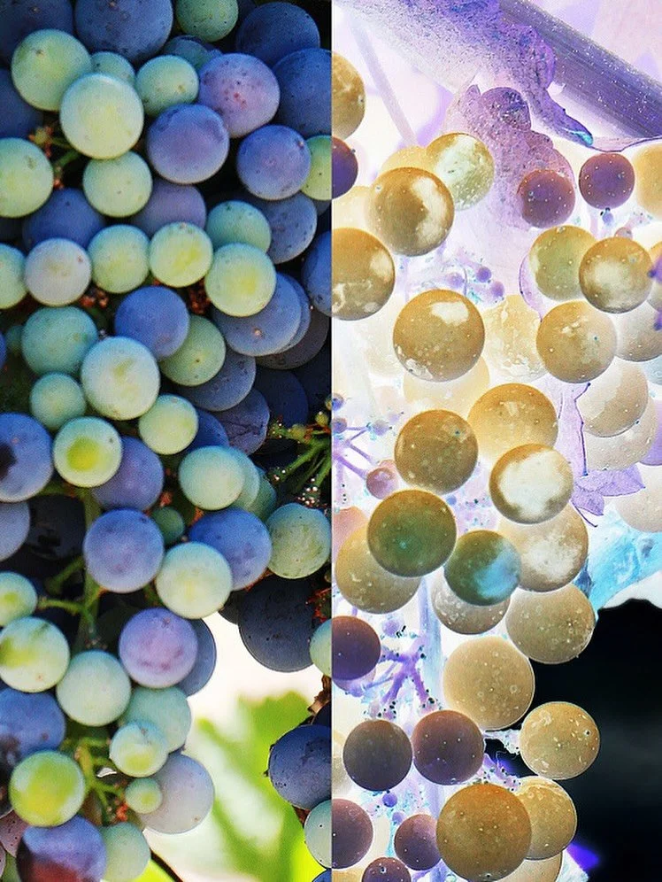Veraison - the magical moment in the yearly cycle of a vine when all grape varieties begin to change color as they ripen&hellip; 
White grapes turn from green to translucent green, yellow, or golden &amp; Red grapes dramatically shift from green to r