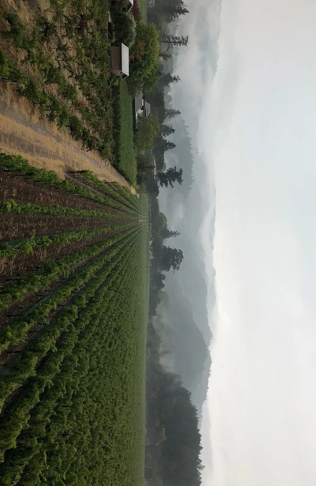 Winery Grapes, Wine, Harvest,  Photographs David Sawyer Sonoma California  Napa Valley