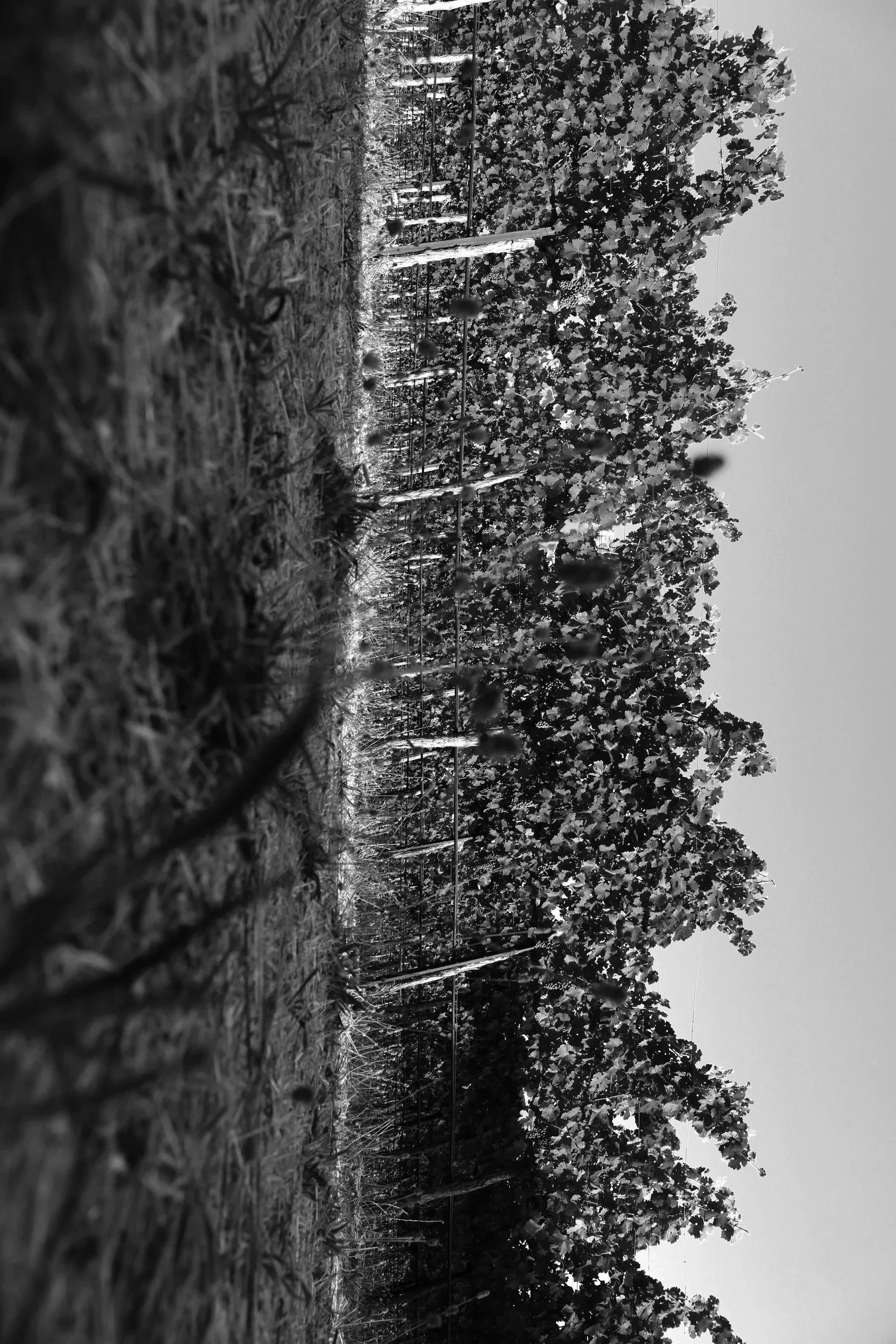 Grapes, Wine, Harvest, Wineries Photographs by David Sawyer California, Portugal Spain