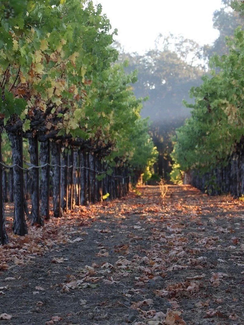 Napa Valley mornings, here comes the sun (and the fog)
#napavalleywine #winephotography