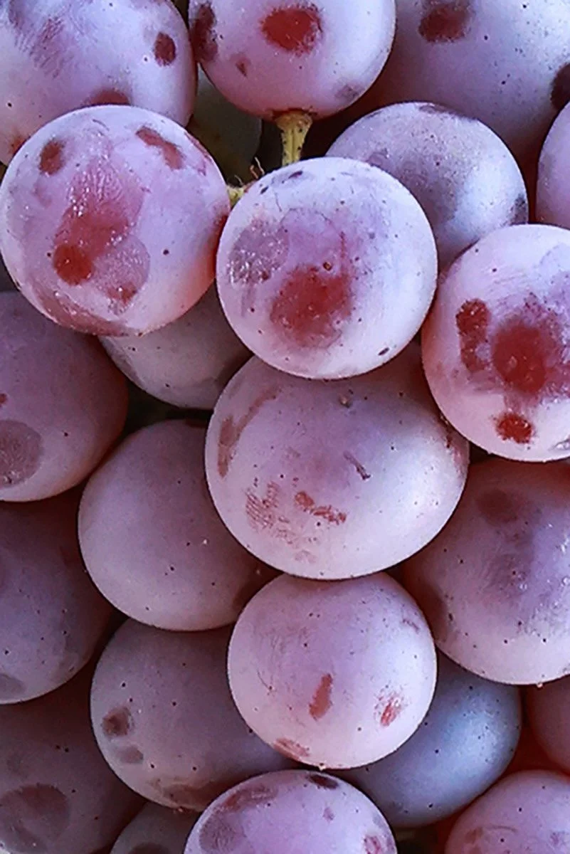 Grapes, Wine, Harvest,  Photographs David Sawyer