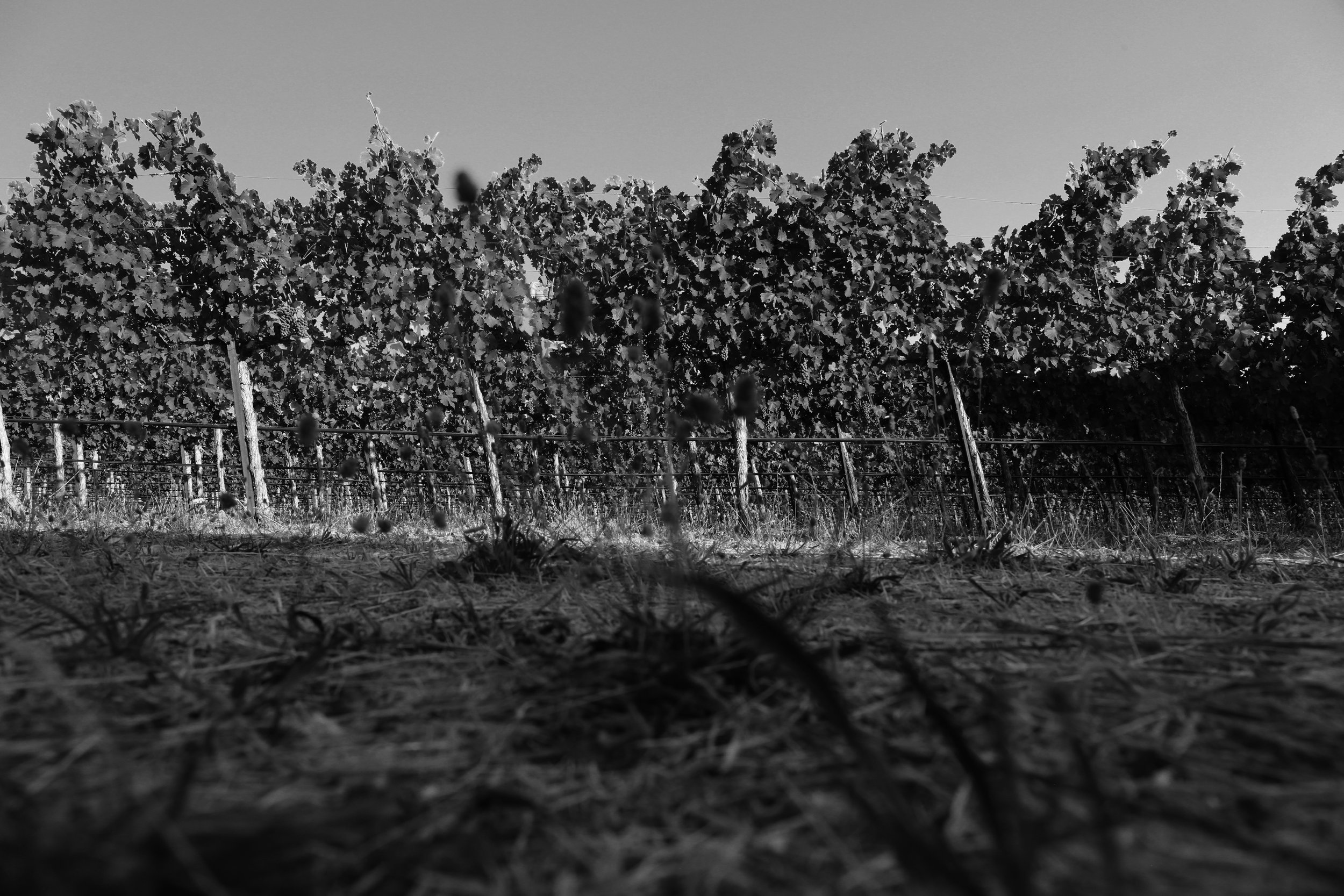 Vine_Hill_Ranch_Vineyard_4_B&W.jpg
