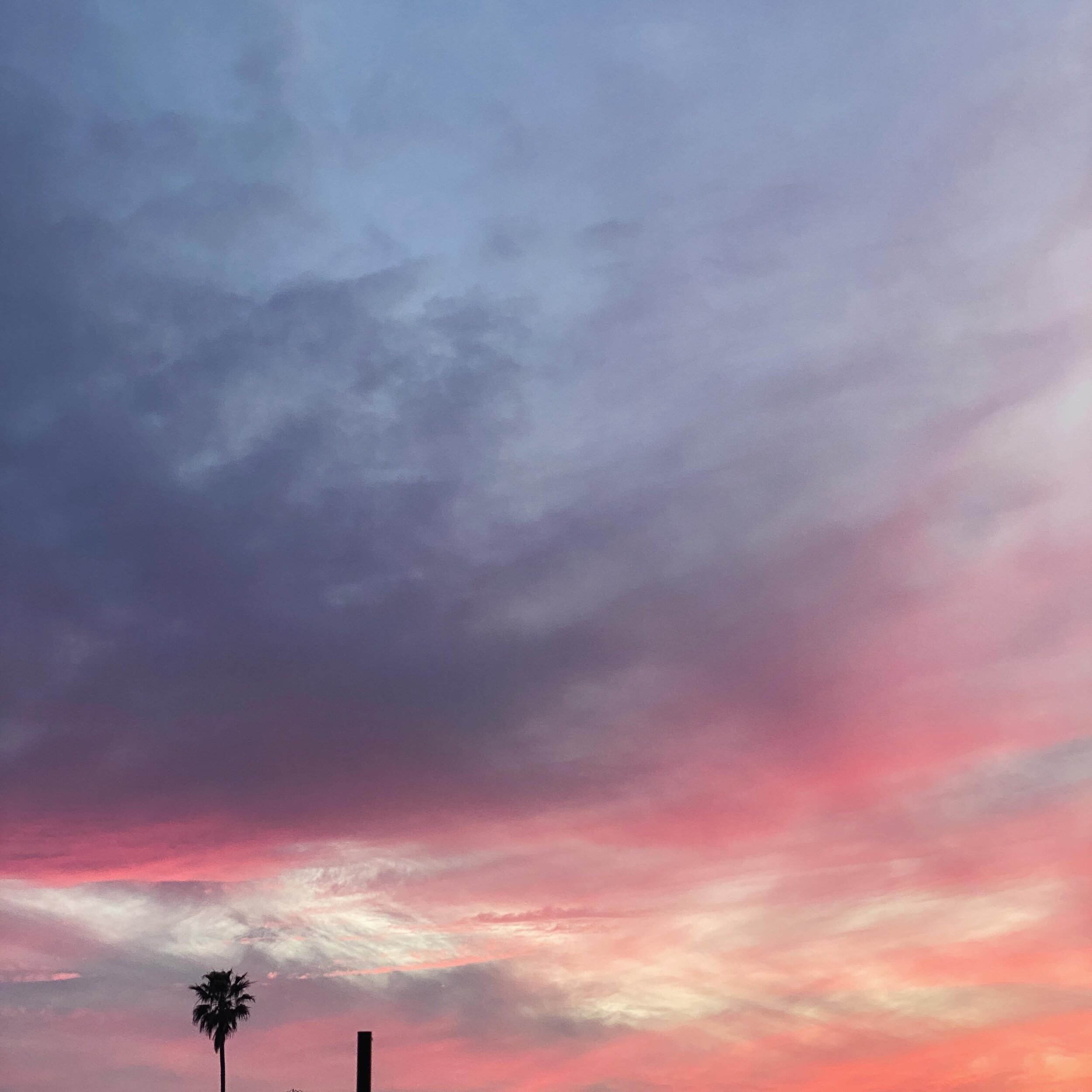 Palm with vertical