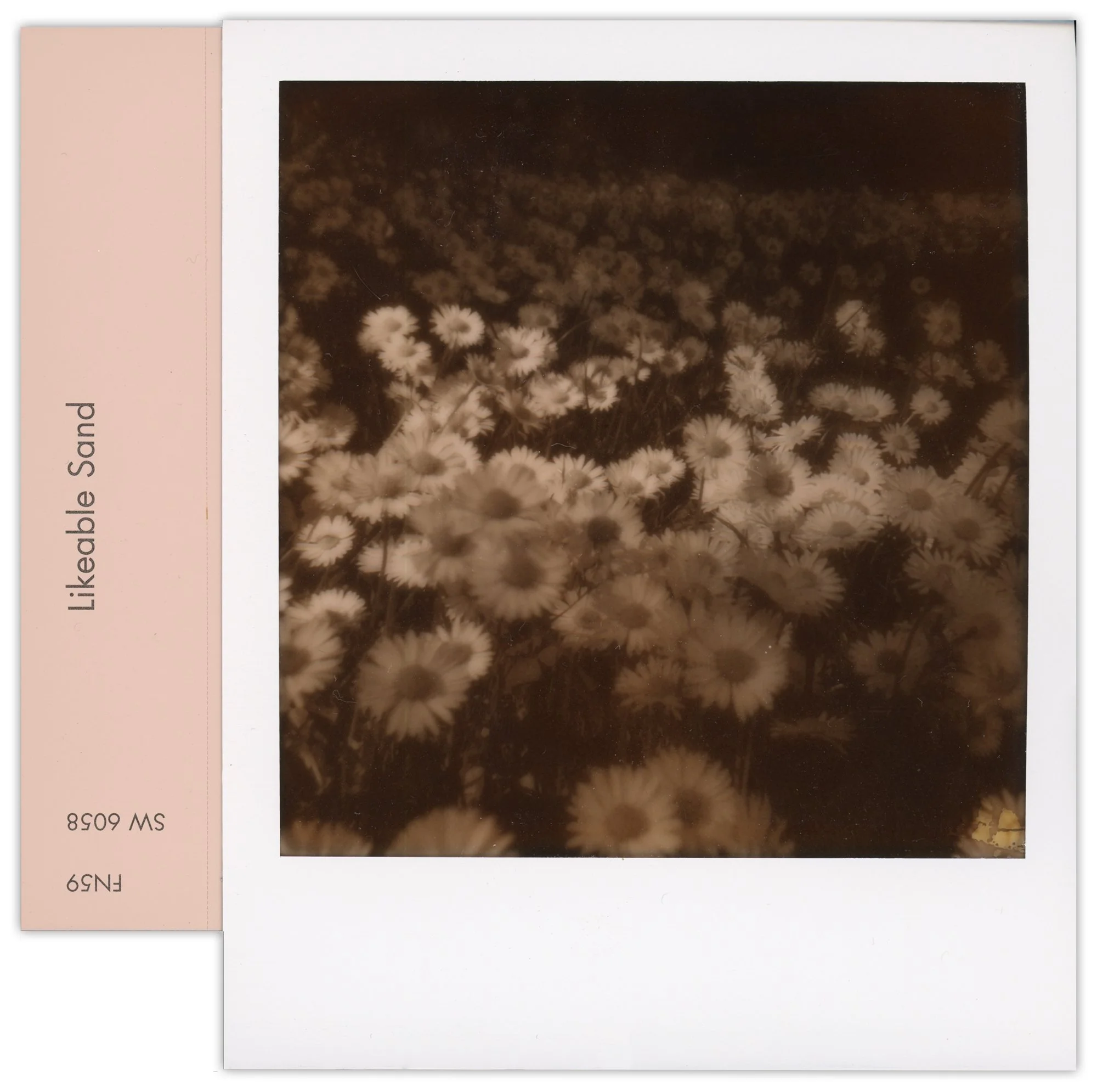 Polaroid of daisies