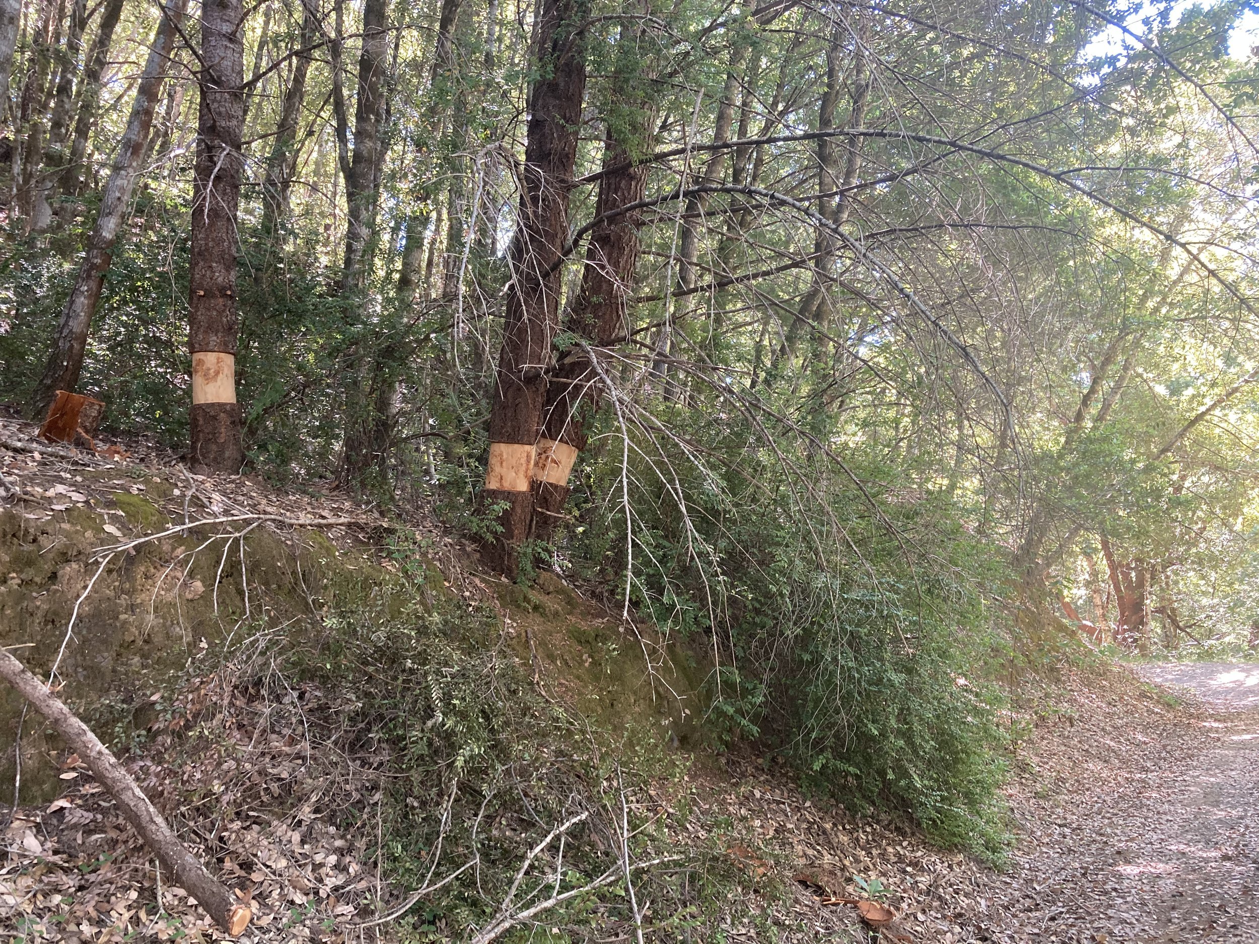 Girdling Douglas-firs for Fuel Reduction and Habitat Restoration