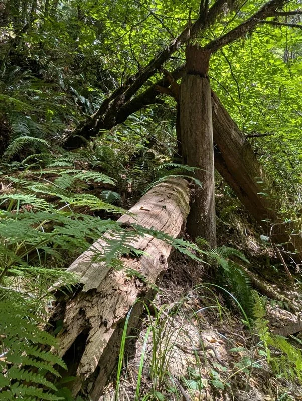 PXL_20260719_202025810.jpg