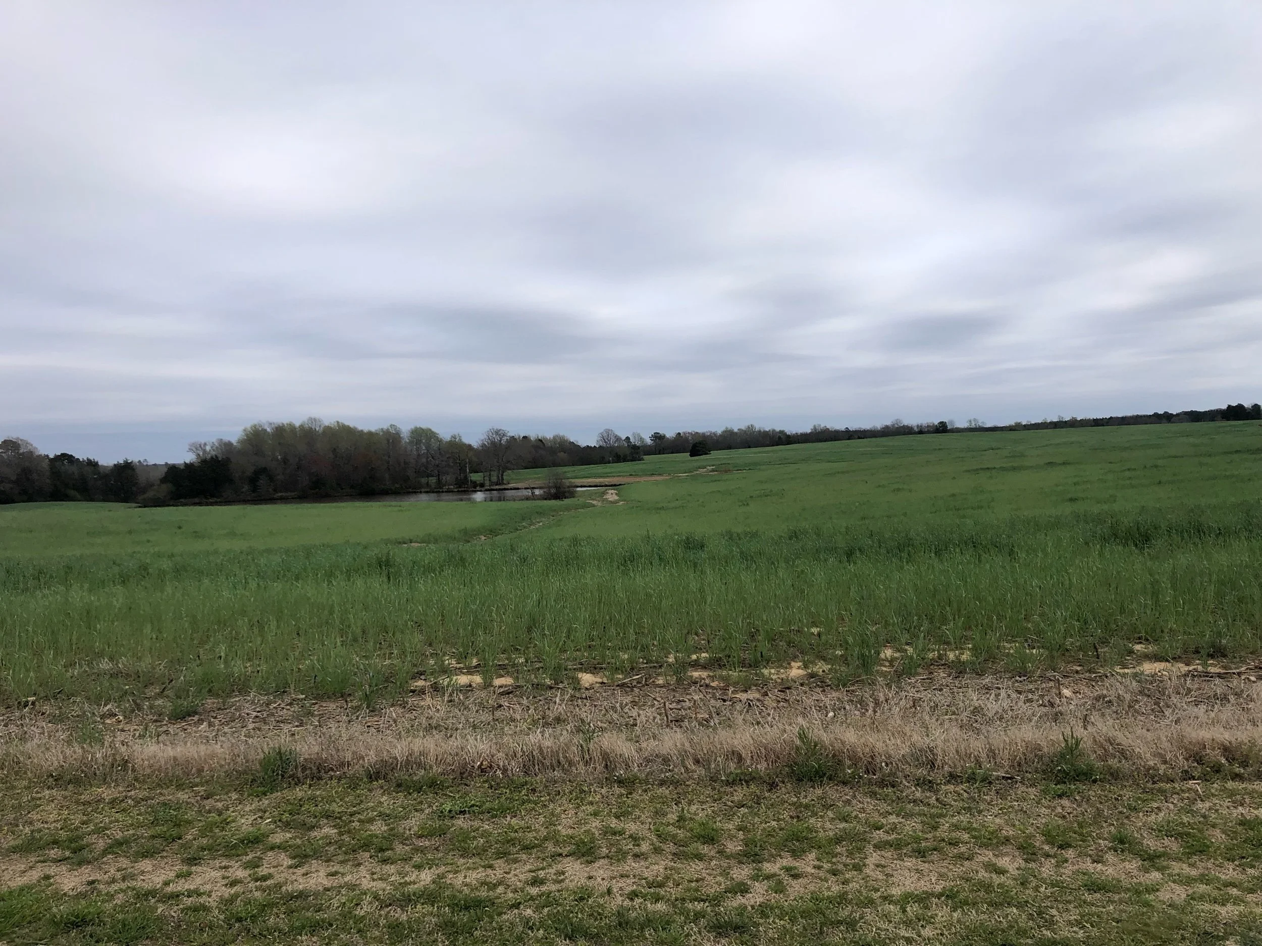 IMG_4135.jpeg