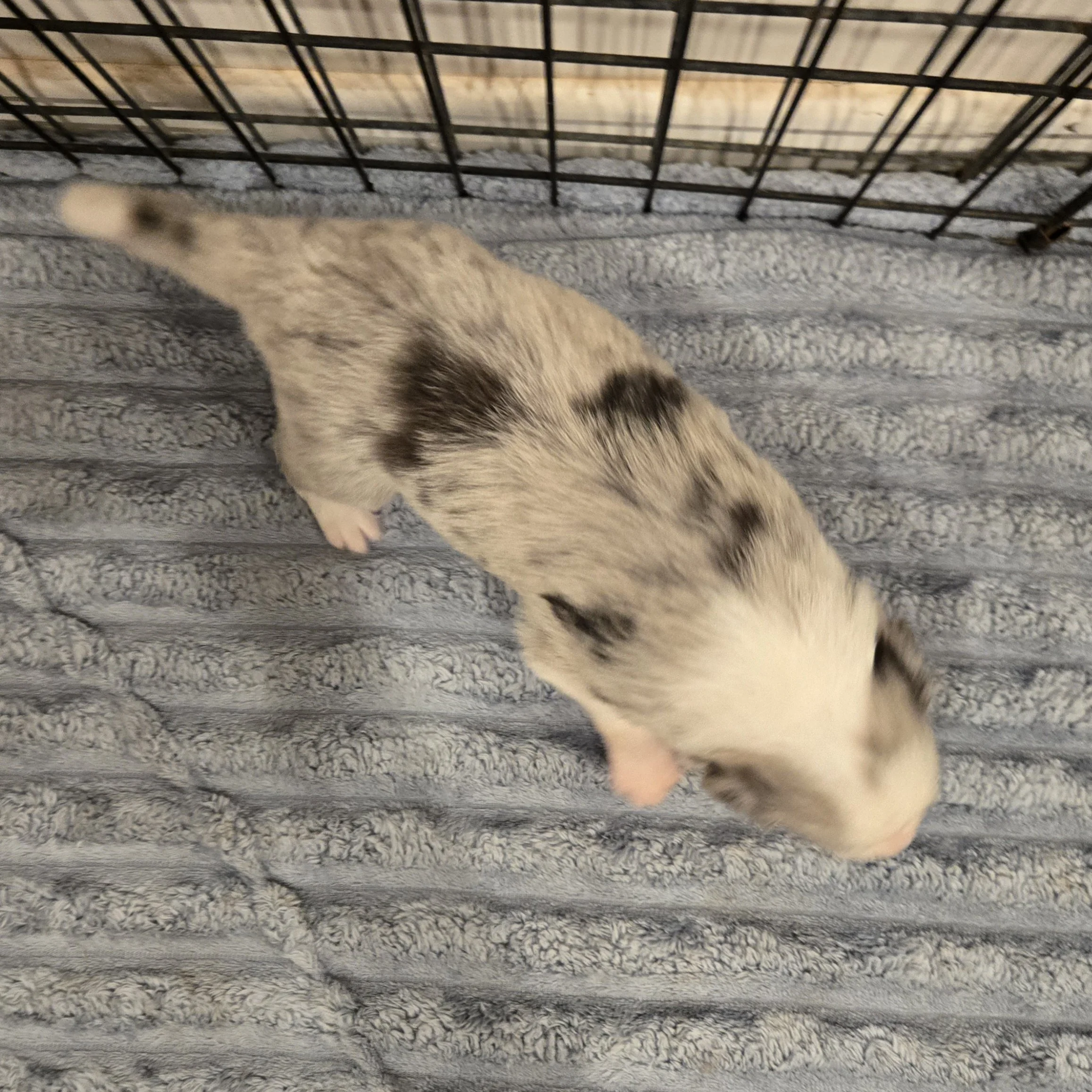 Blue Merle Boy 2