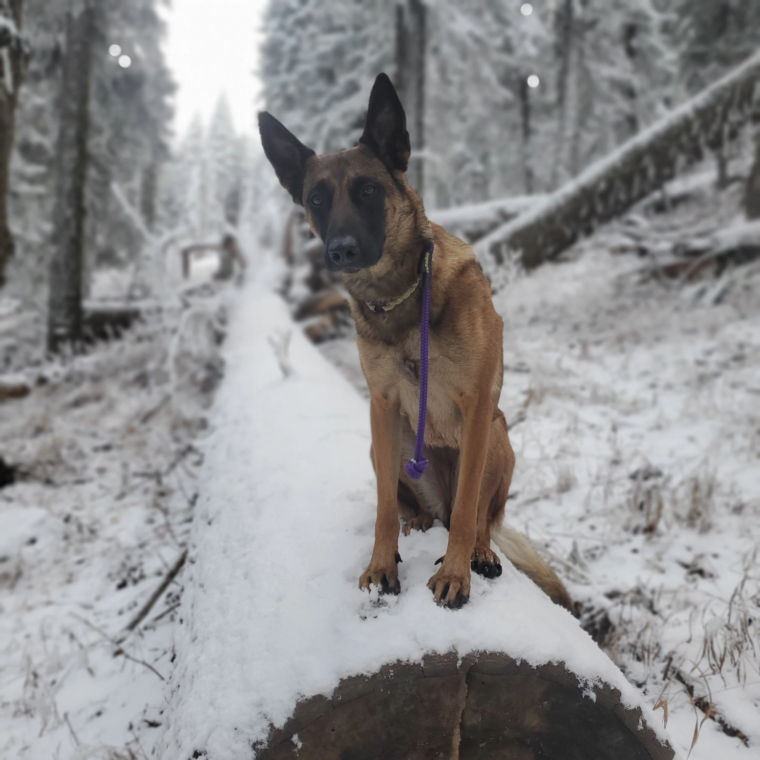 A Belgian Malinois dog standing on snow-covered ground in a winter wooded area, with snow on trees and a cloudy sky in the background.