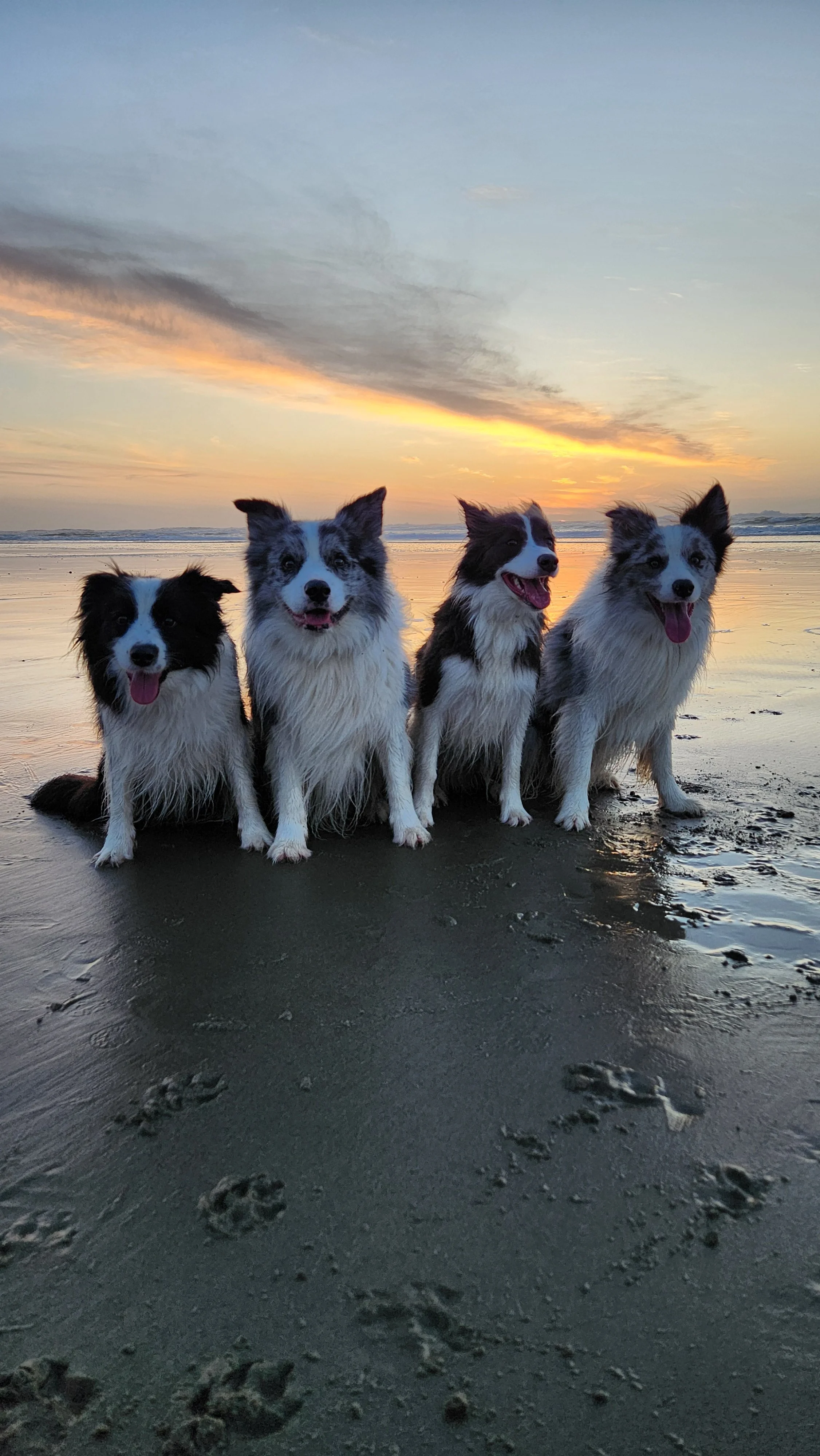 border collie breeder australia