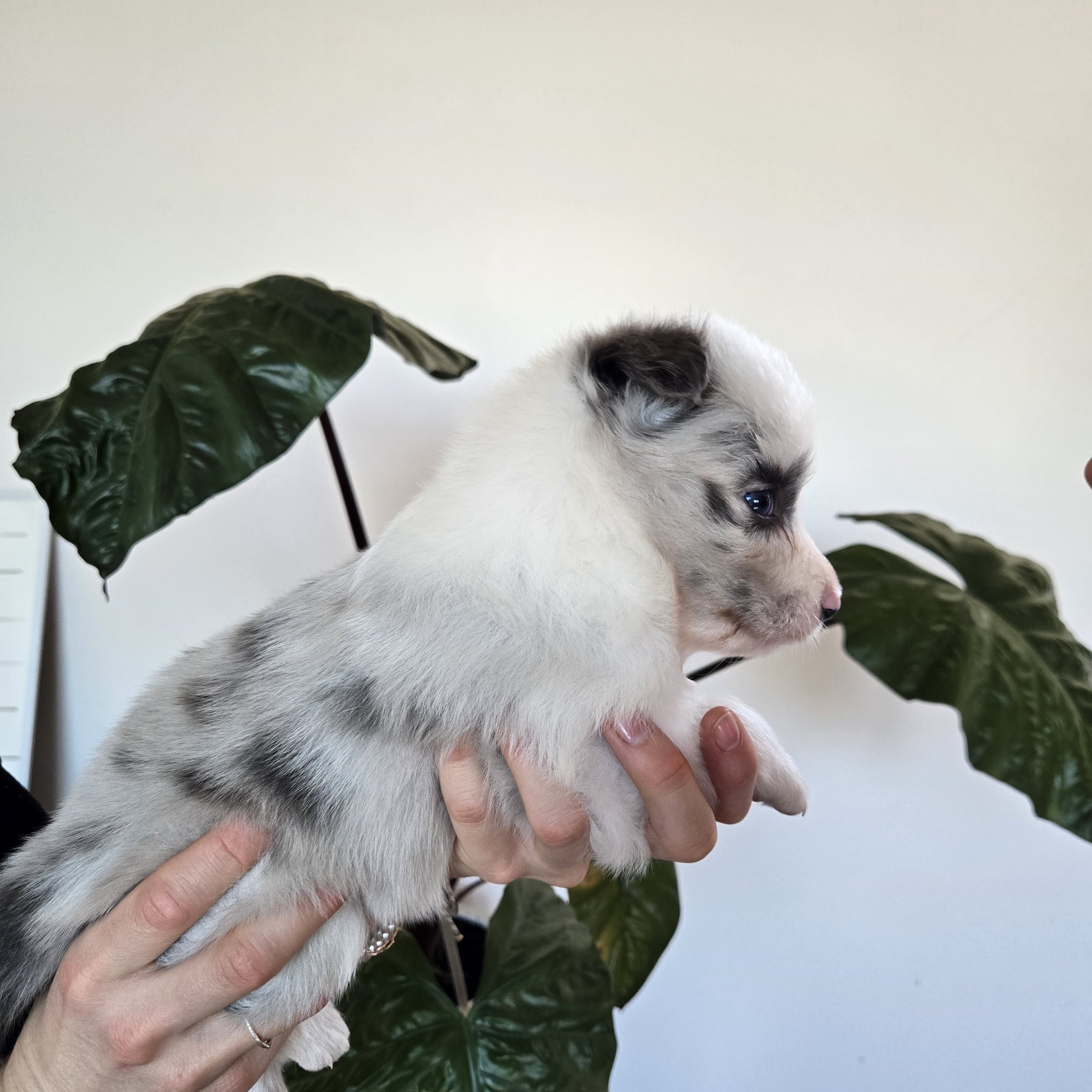 Slate Merle boy