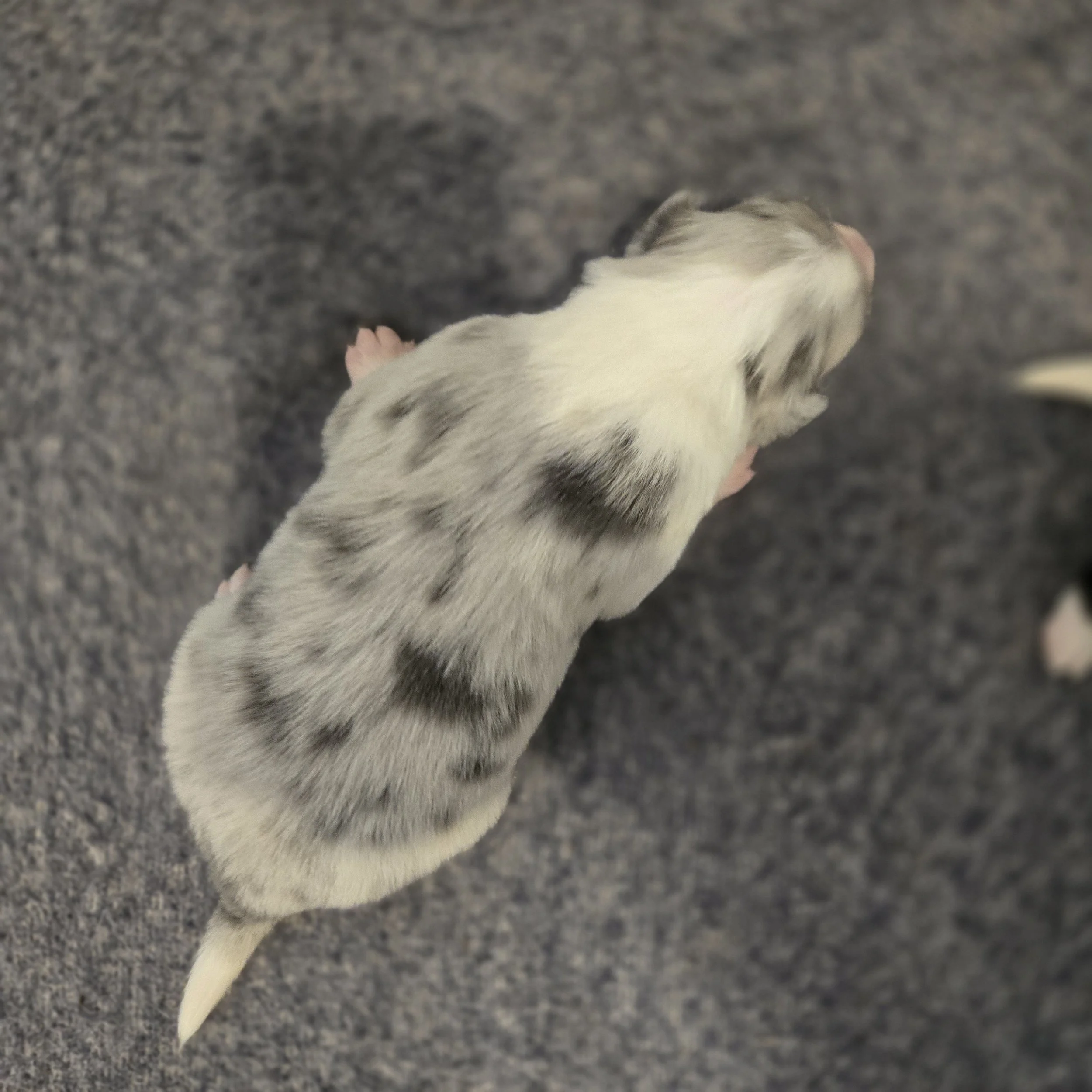 Slate Merle boy