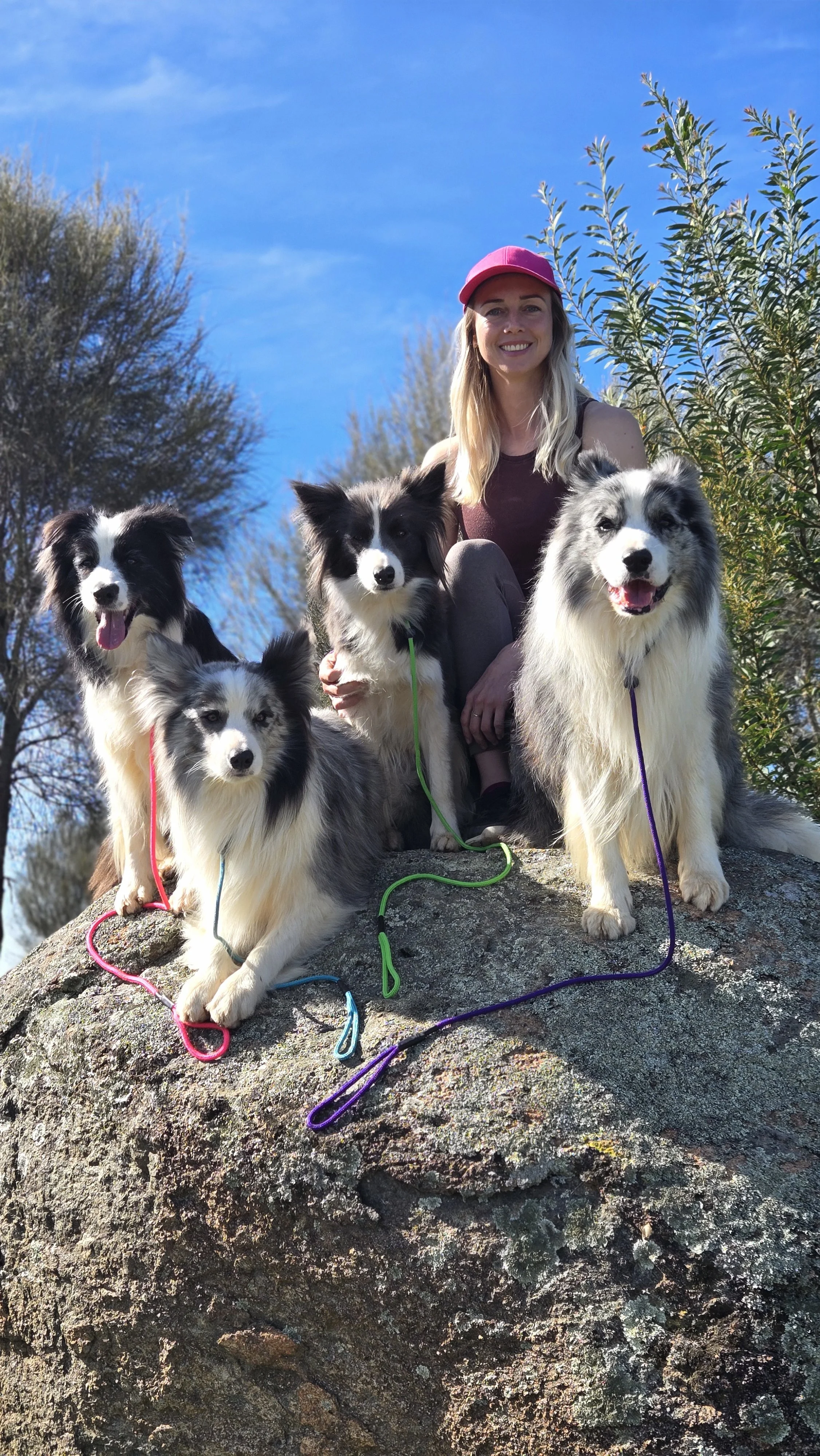 hiking dogs on rock border collie breeder australia dog trainer dog training canberra