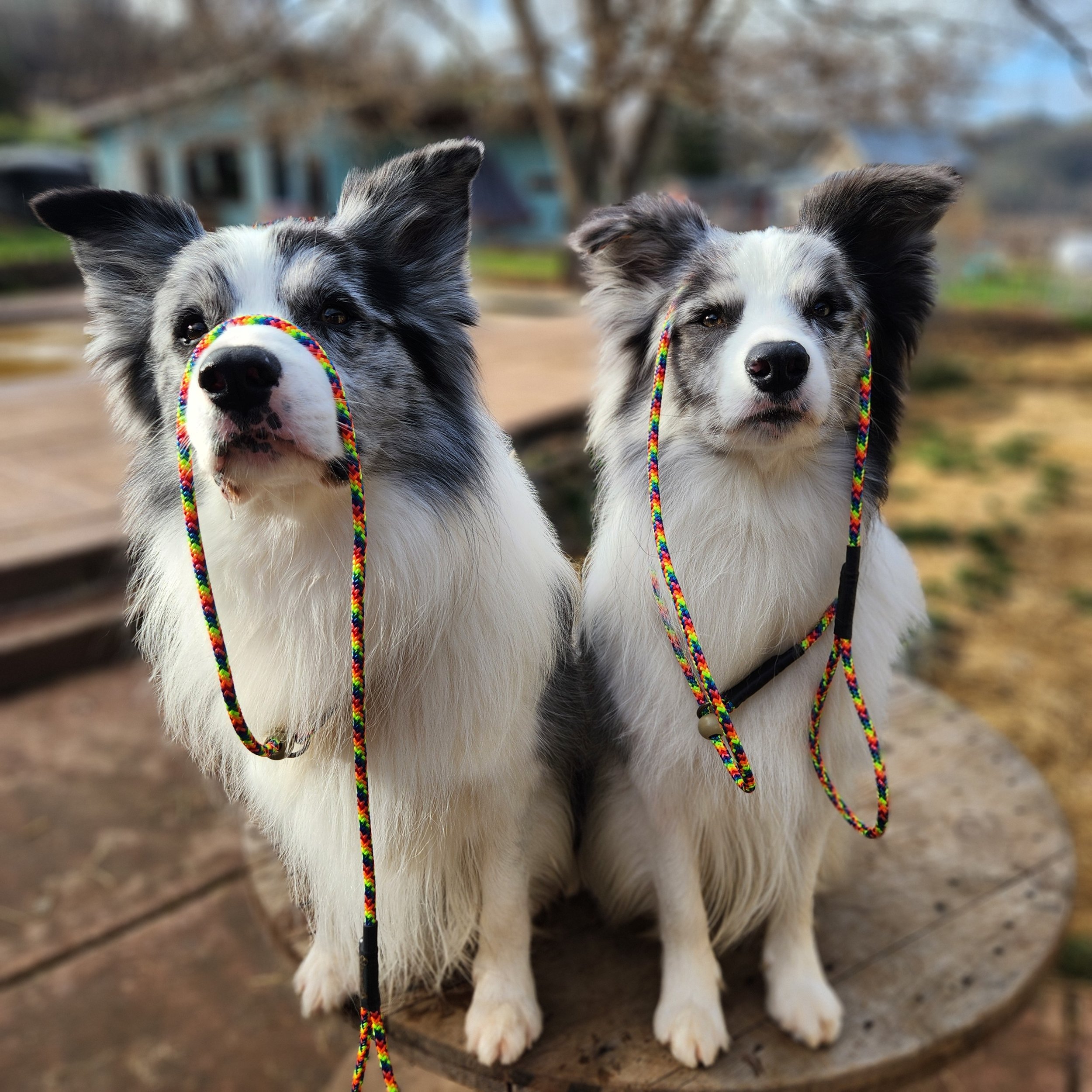 Two young Australian Shepherd dogs with merle coats and bushy ears, sitting outdoors on a wooden surface, each with a colorful rope toy in their mouth.