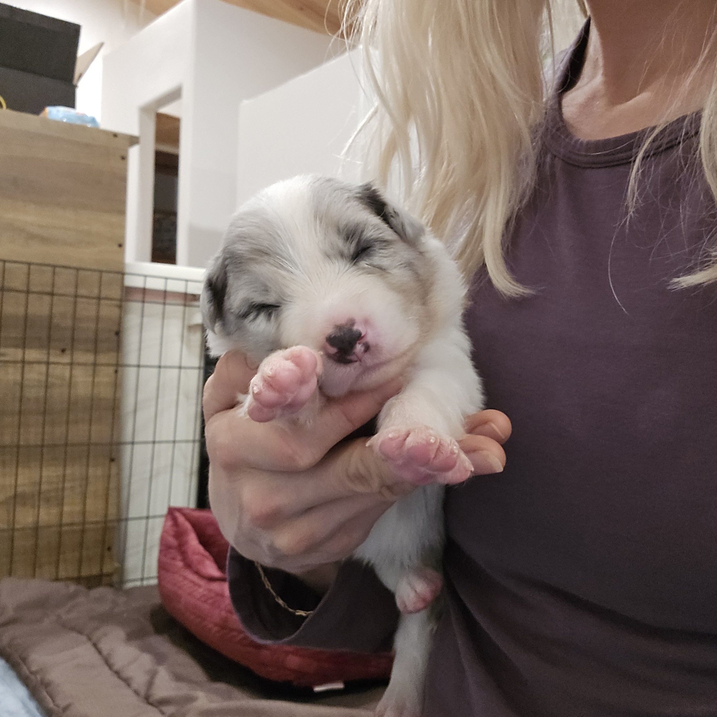 Slate Merle boy