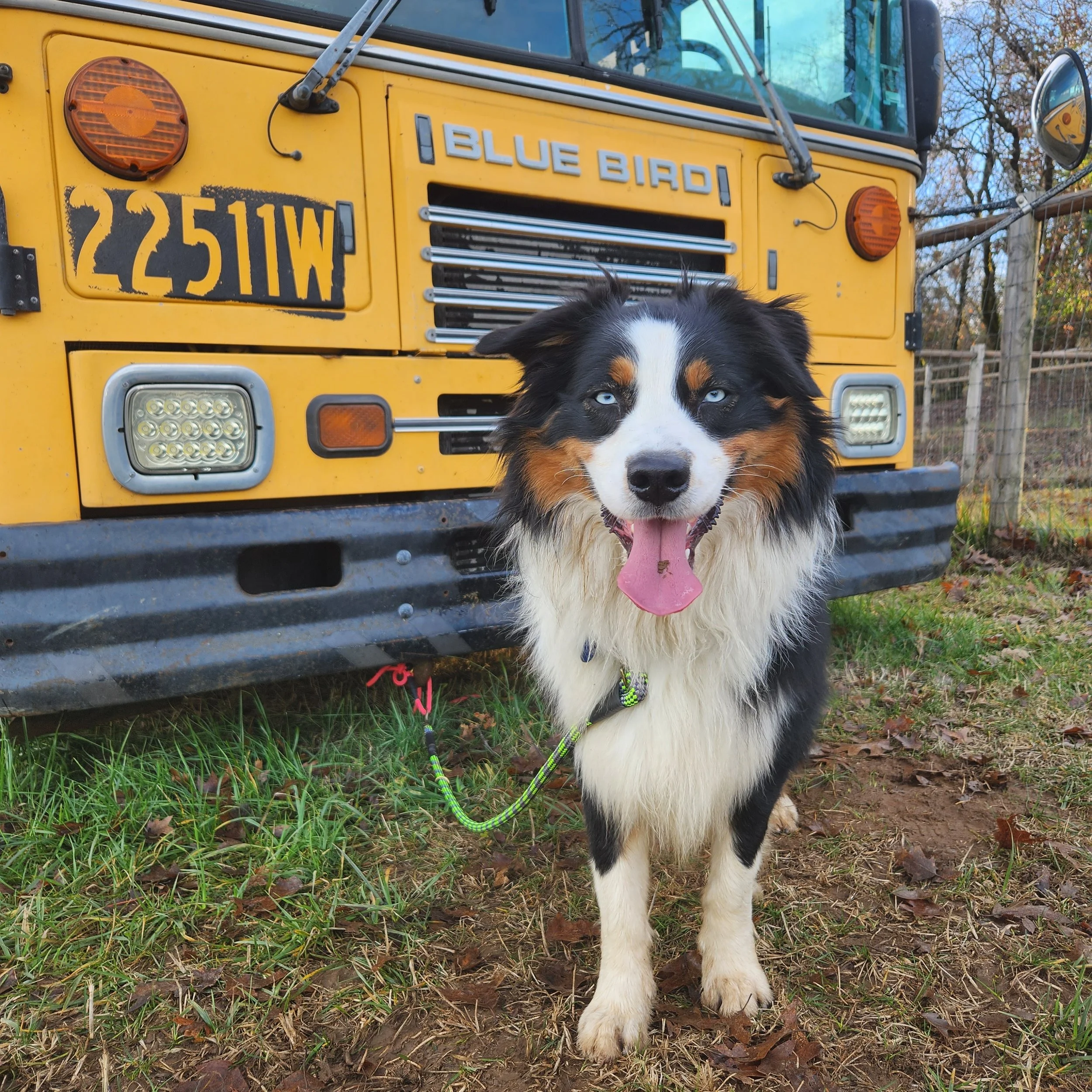 A black, white, and brown Australian Shepherd dog with blue eyes standing on grass in front of a yellow Blue Bird school bus.