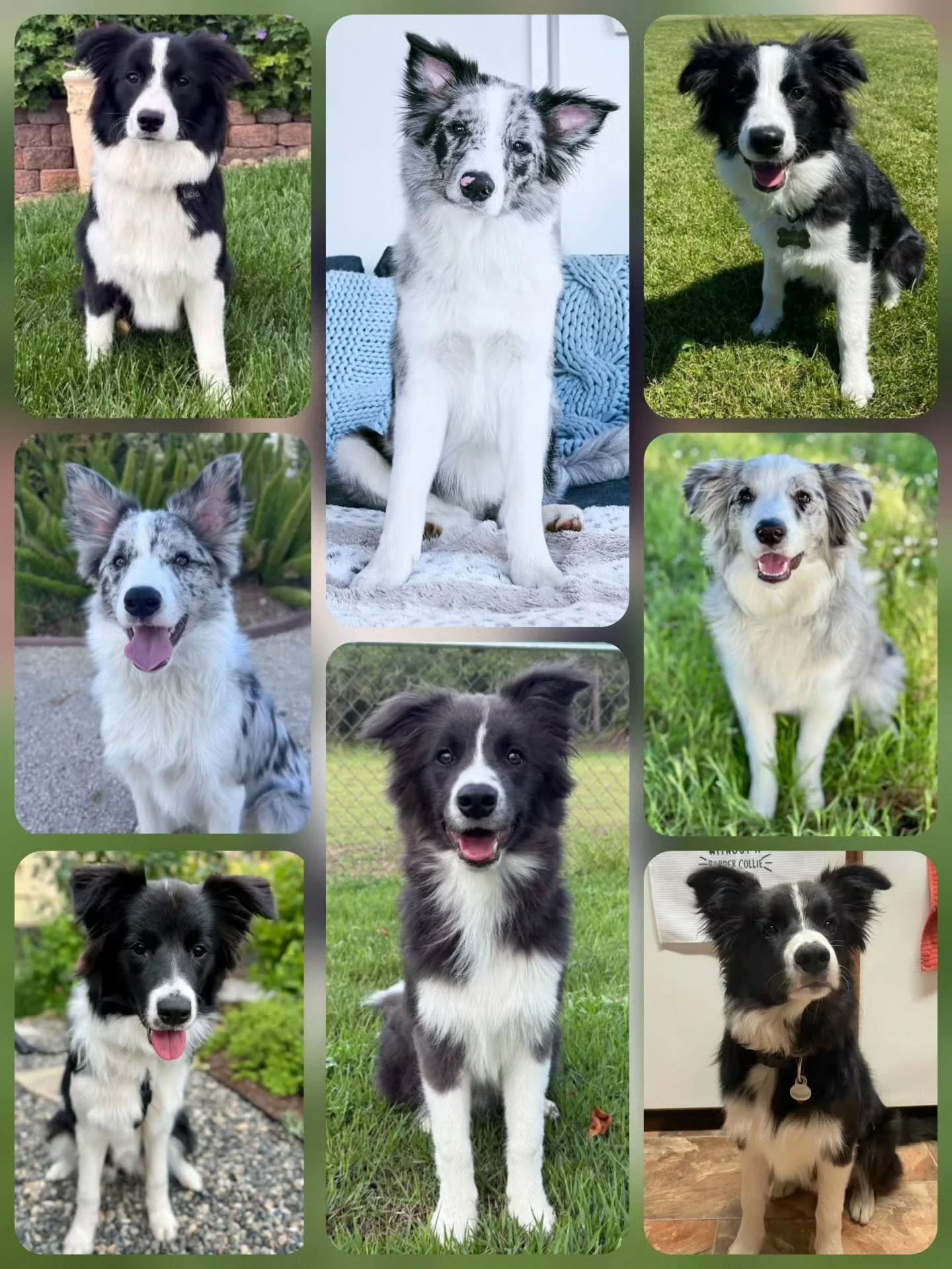 6 months milestone for Odette's pups! Where did the time go 🩵 I love watching the lives they are living 🥰