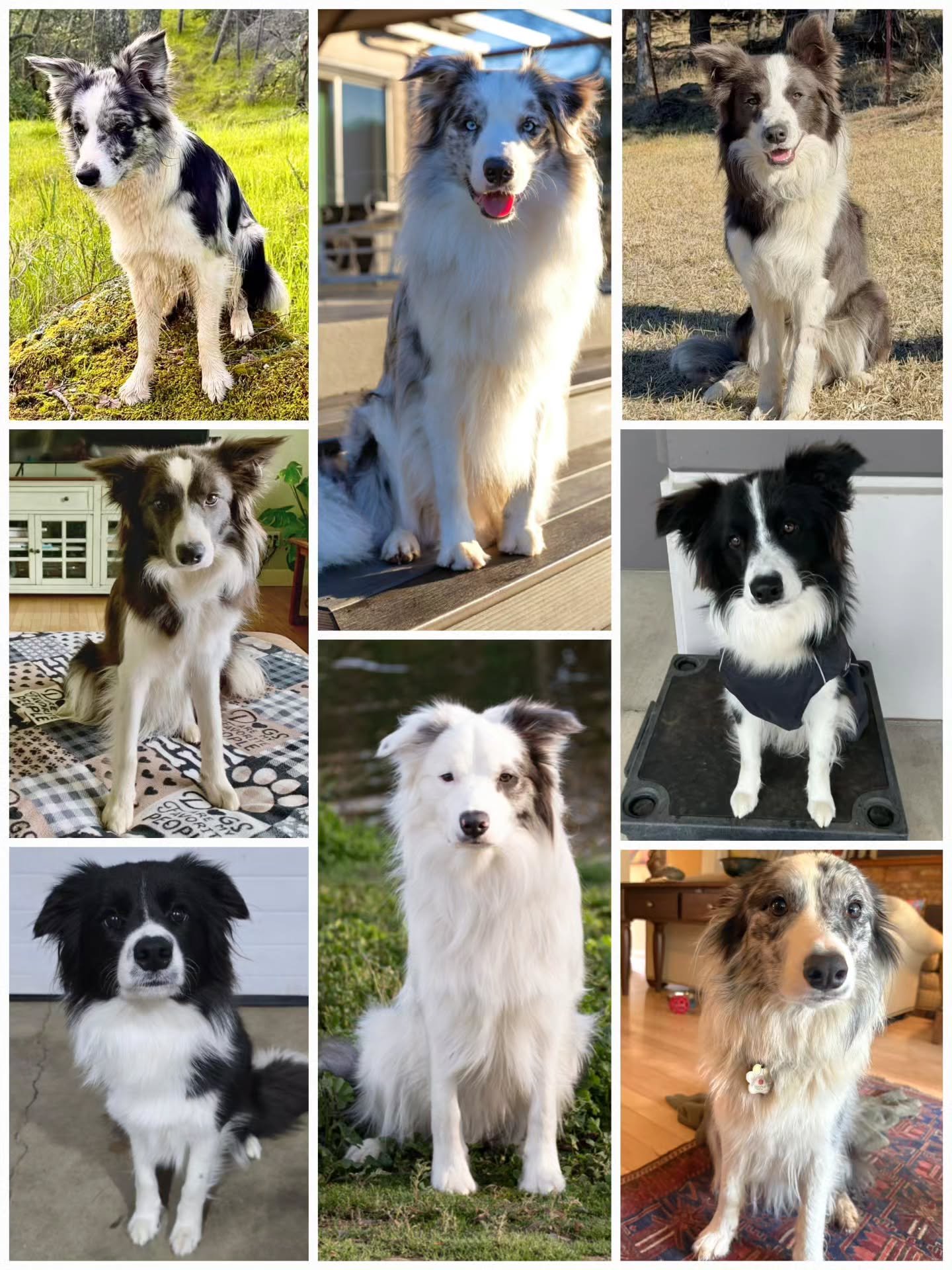 Happy 1st birthday to Odette's 1st litter for a couple weekends ago! 

I left it to last minute to ask for everyone's photo, so the delay is on me, but we already wished everyone a very happy year around the sun. 

The common feedback is how much joy