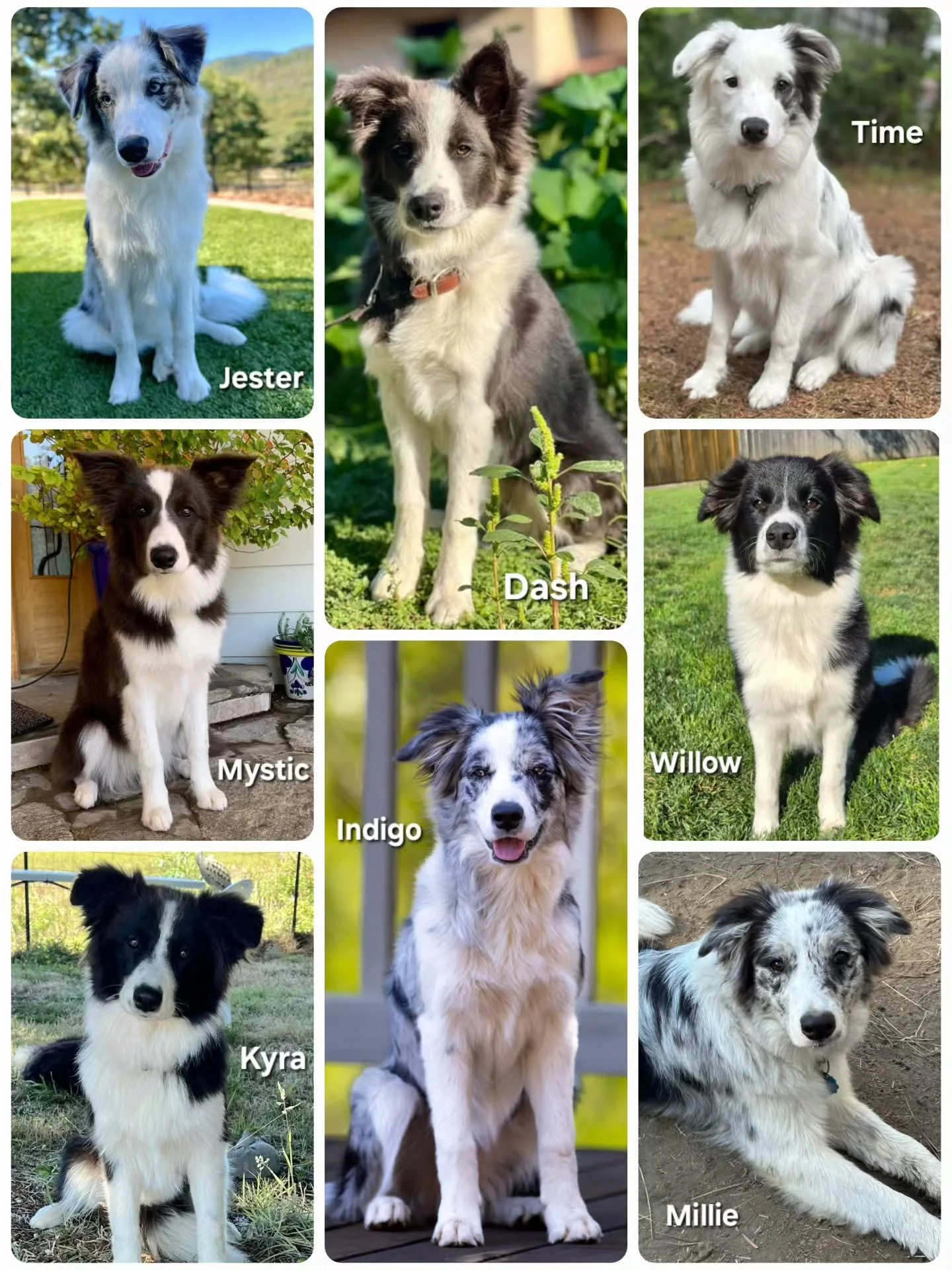Happy 6 months to these gorgeous pups!

This was Odette's first litter, so it has been wonderful to watch them grow and mature. I'm loving this pairing so far and how each pup is developing.

My favourite thing, is hearing how much joy and fulfillmen