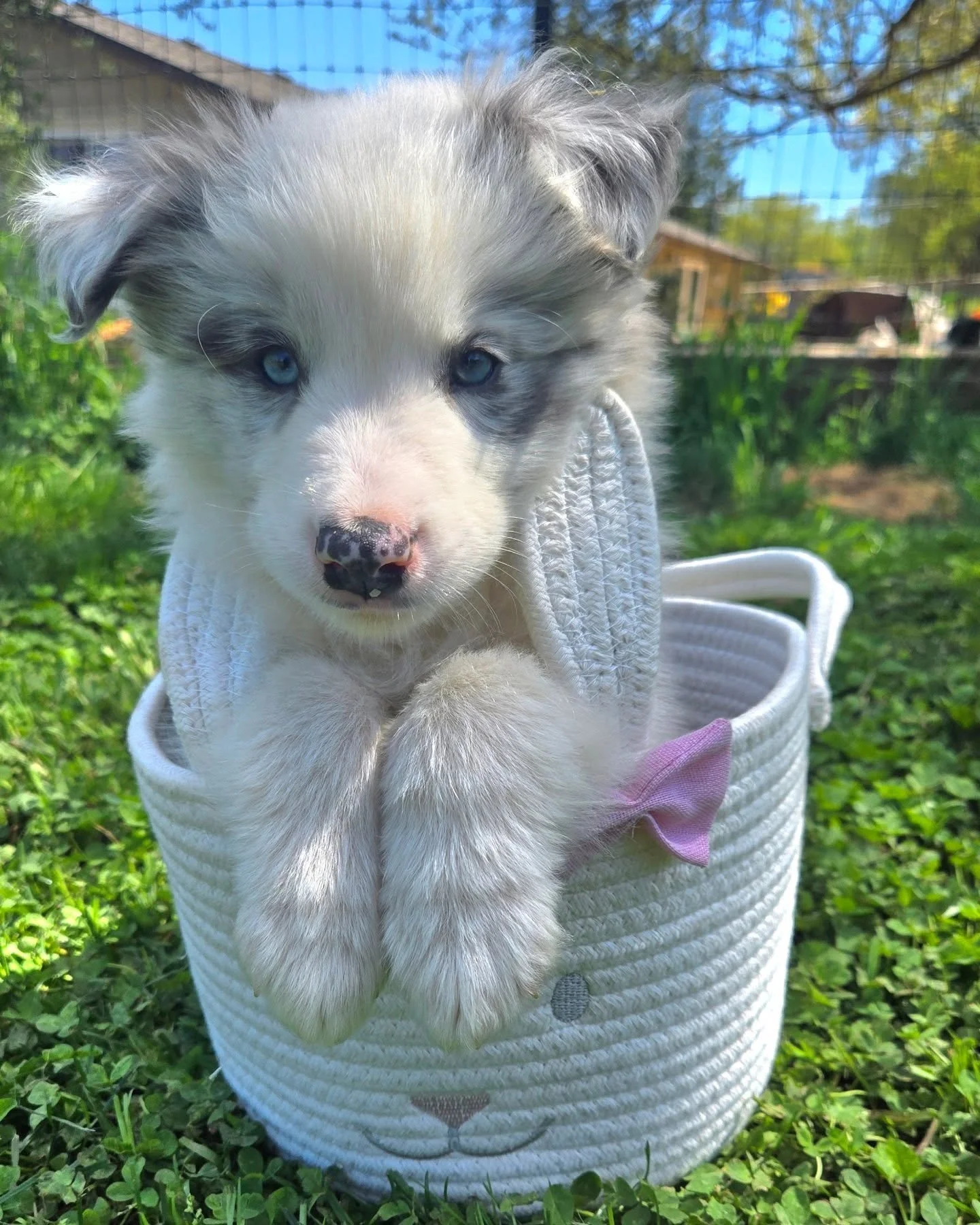 Happy Easter from these little fluffies 🐰 🐶

I have a couple pups still available due to their homes falling through (no fault of the pups). Serious enquiries only please. Visit my website to fill out an application! 🩵