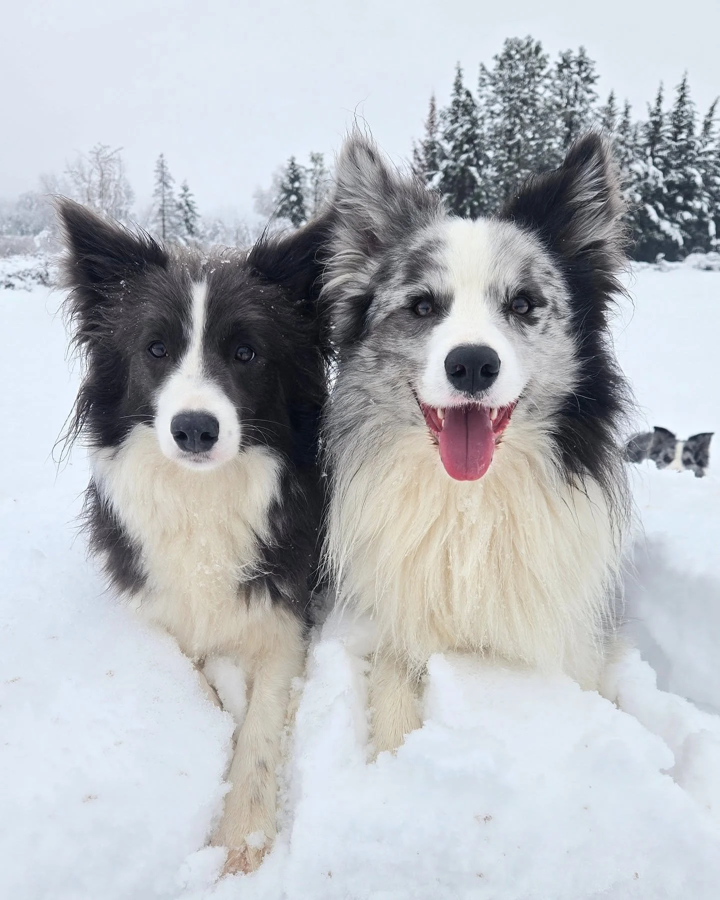 Happy 3rd birthday to these two lights of my life 💛 ✨️ 
Odette and Theodore.