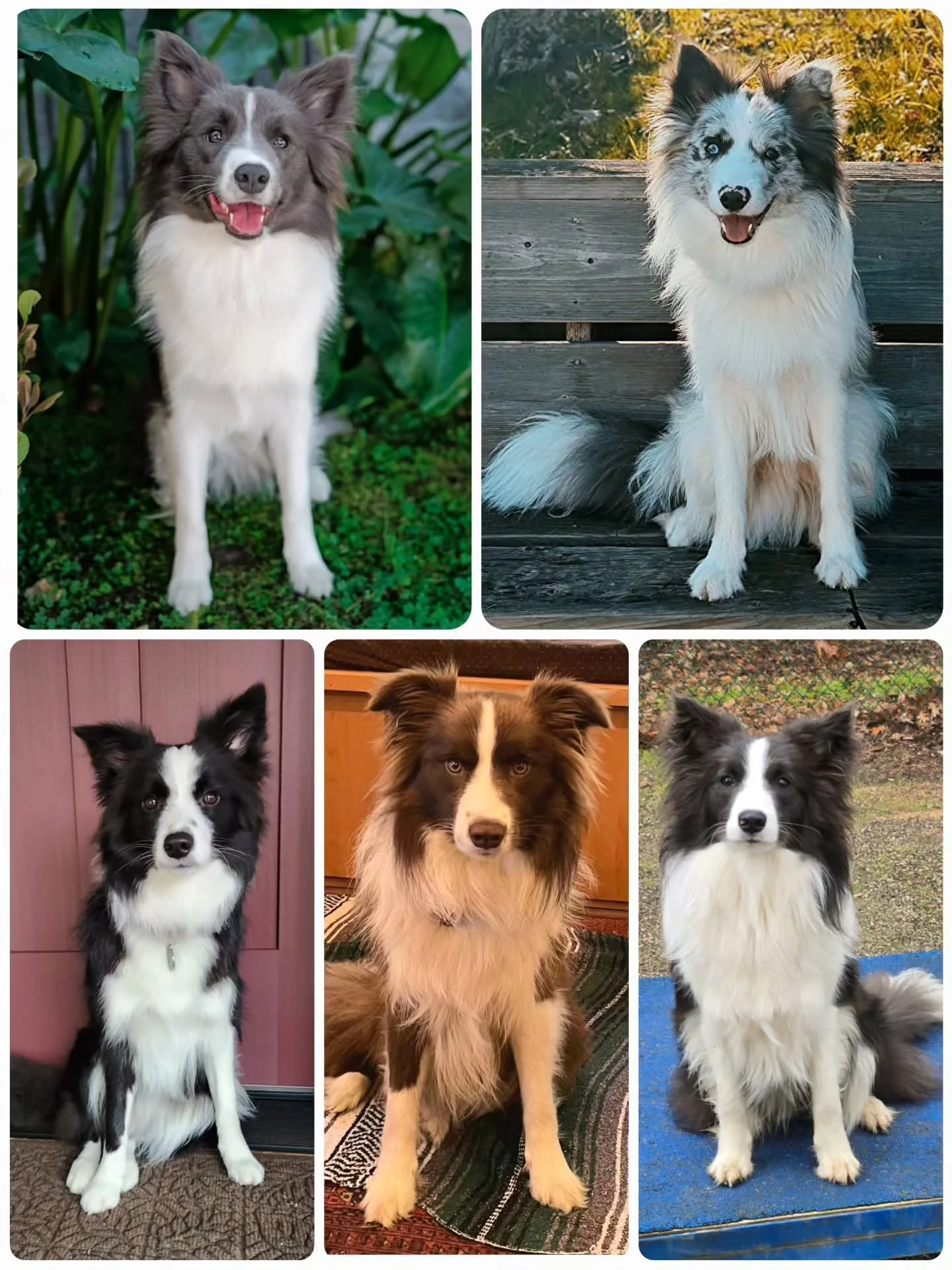 Happy 1st birthday to Grace and Leo's litter!
What beautiful pups you have all become. Thank you to the families for giving them such enriching lives 💕