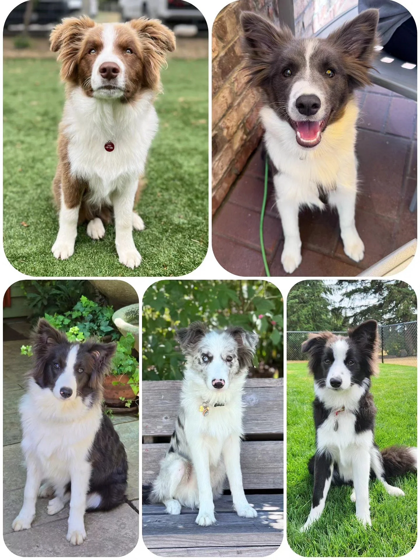 A Very Happy 6 Months to Grace and Leo's pups!!

They're all maturing so well! I love hearing the wonderful and cheeky feedback from families, and how much they are loved and thriving ❤️ 

Thank you to everyone who has followed their journey and help