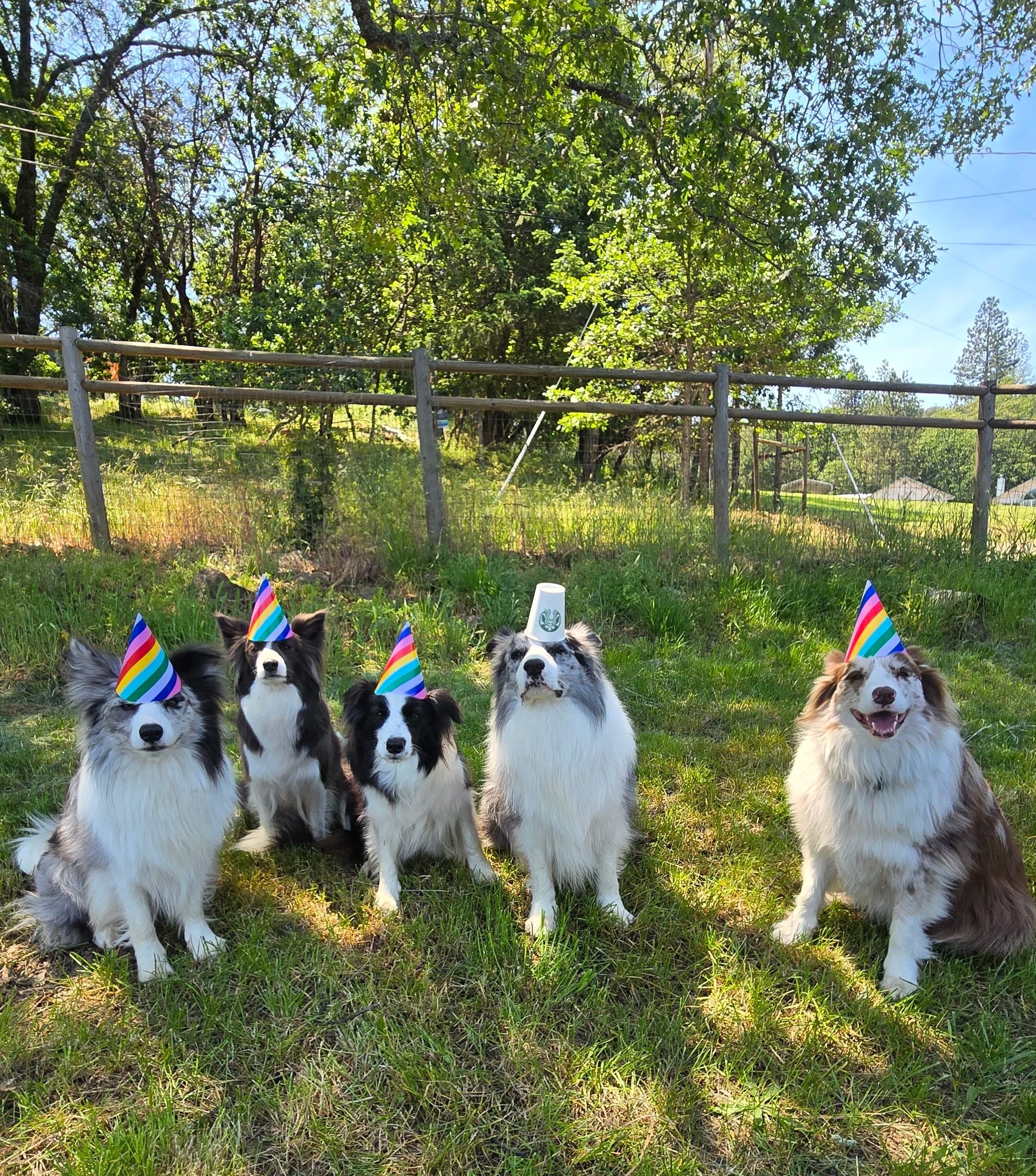 border collie breeder australia
