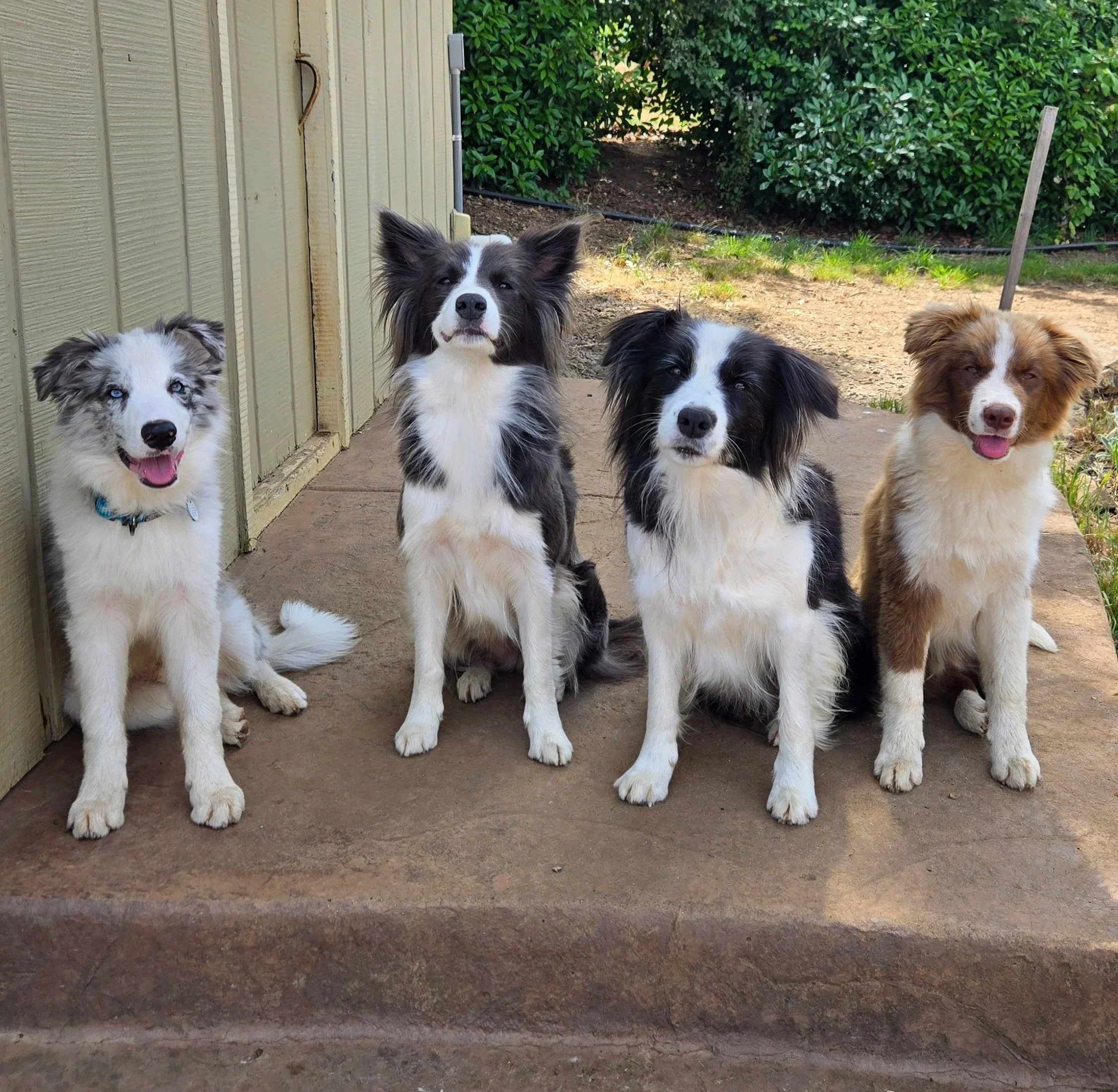 border collie breeder australia