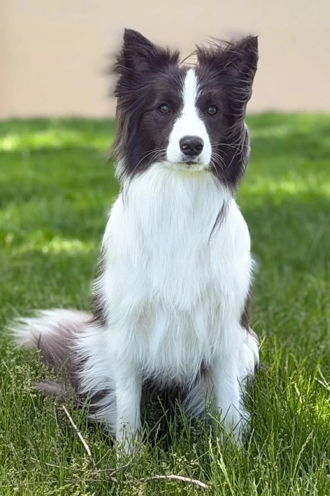 Willow