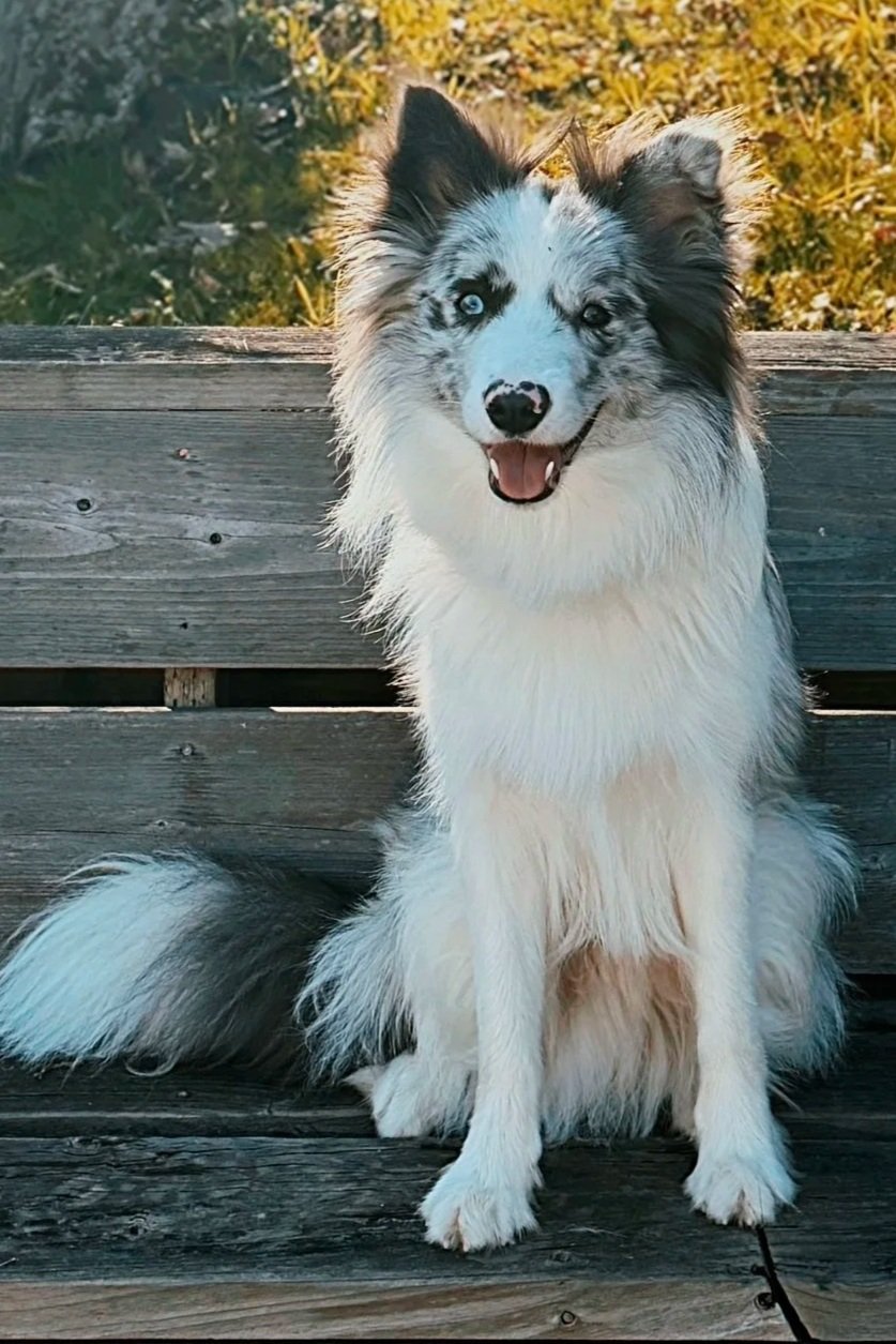 Tairn