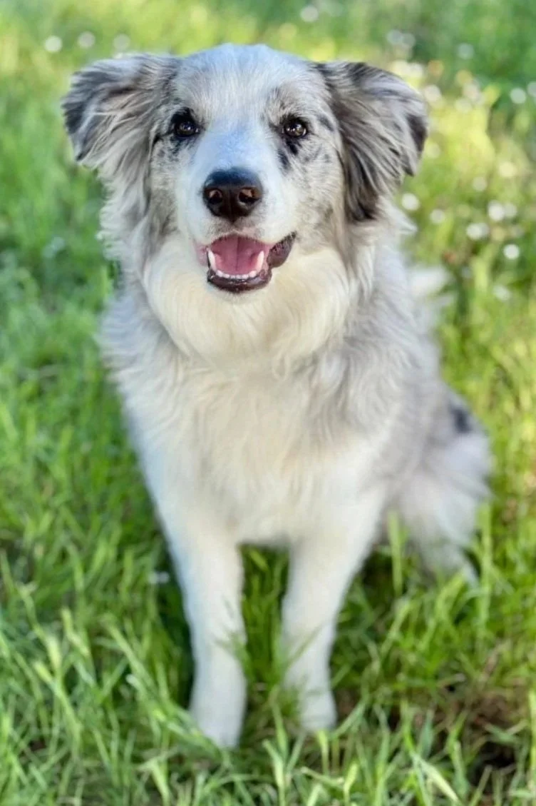 Bodie
